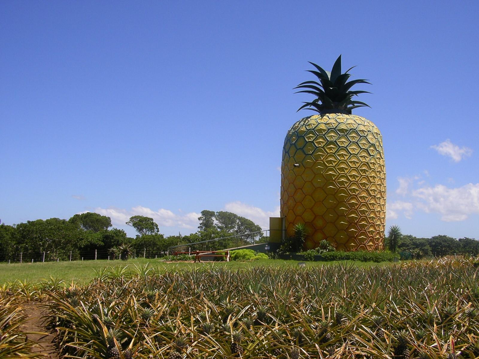 This is South Africa's Big Pineapple inside is a museum devoted to