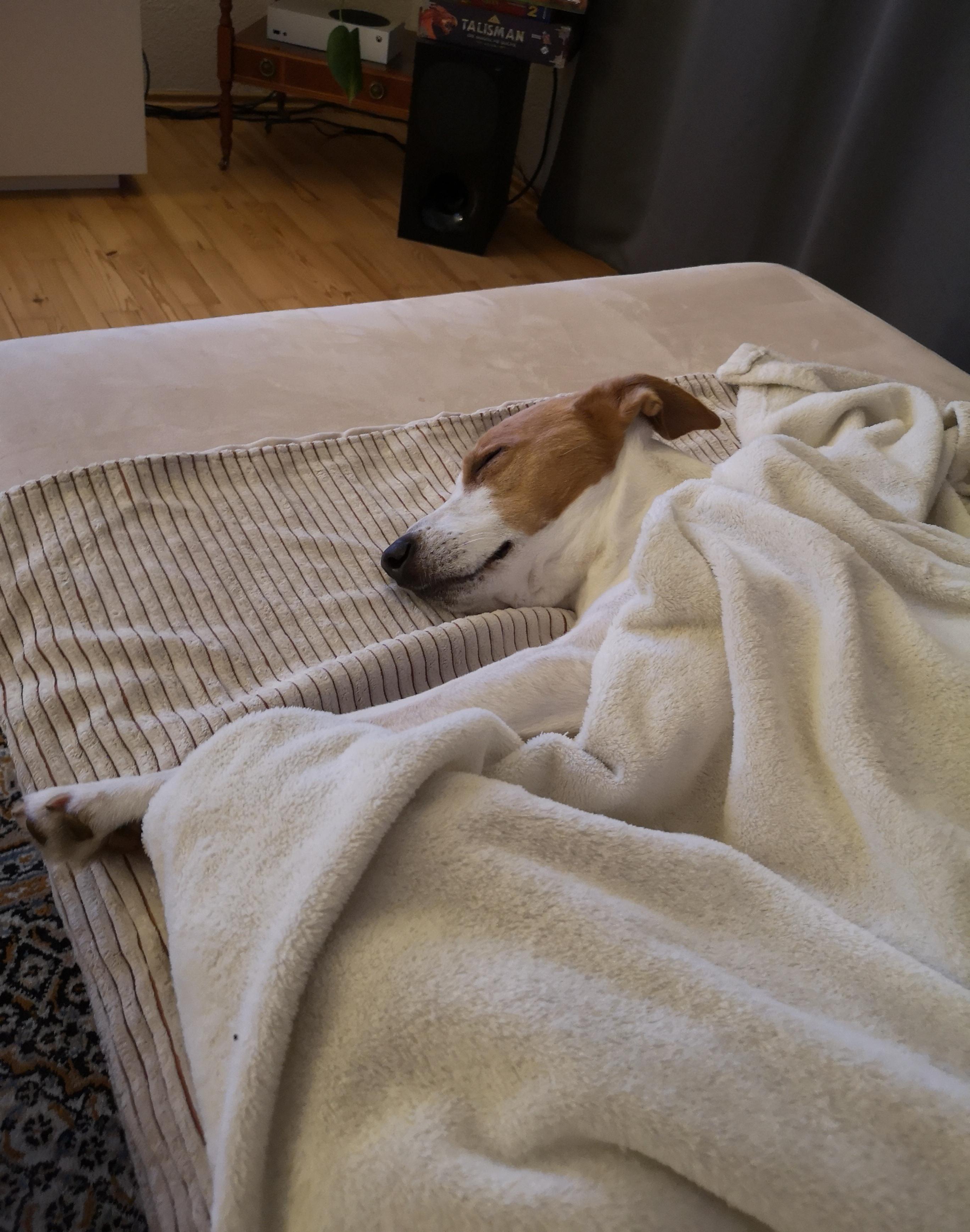 [OC] He loves to sleep under a blanket when it's cold outside r/aww