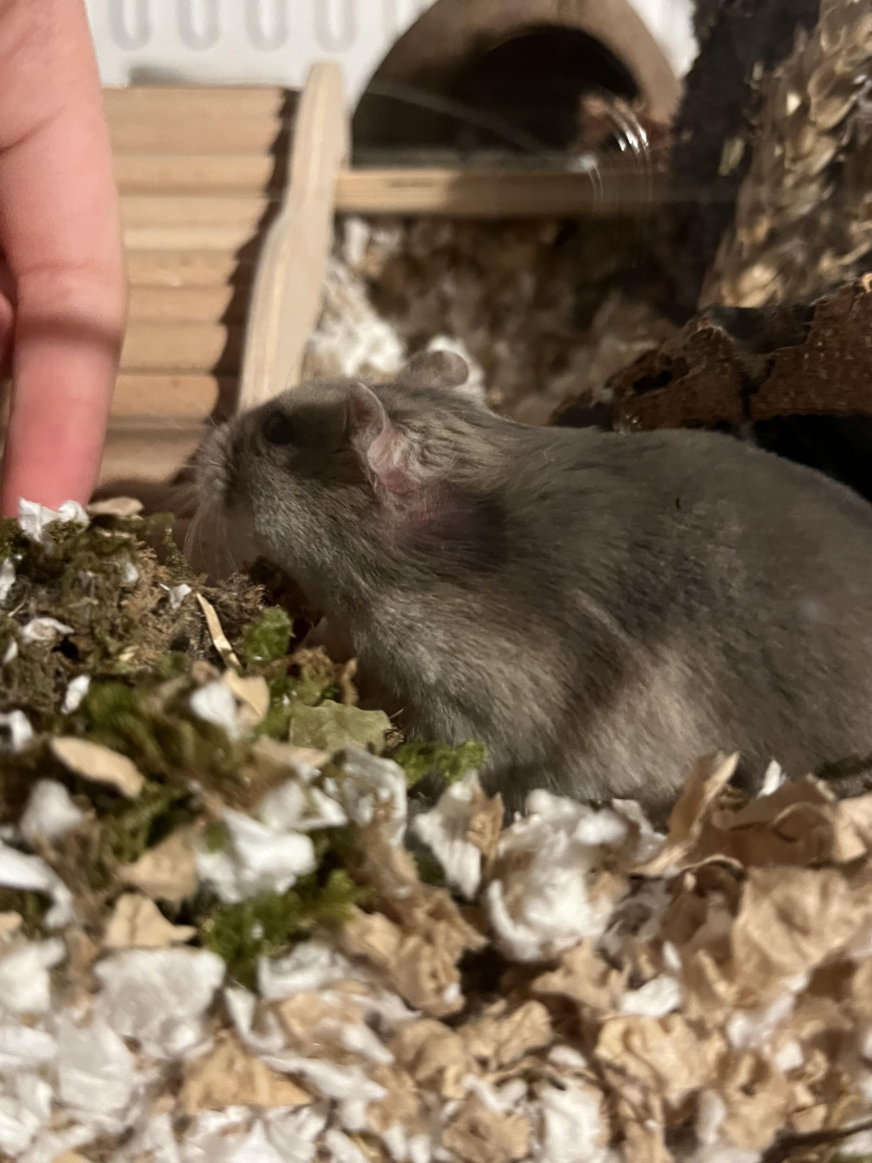 is my hamster okay? is it mites? ive noticed it recently, she is around