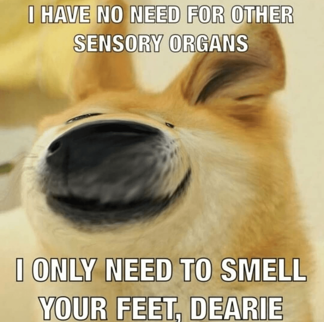 Doge Feet Pics Meme apsgeyser