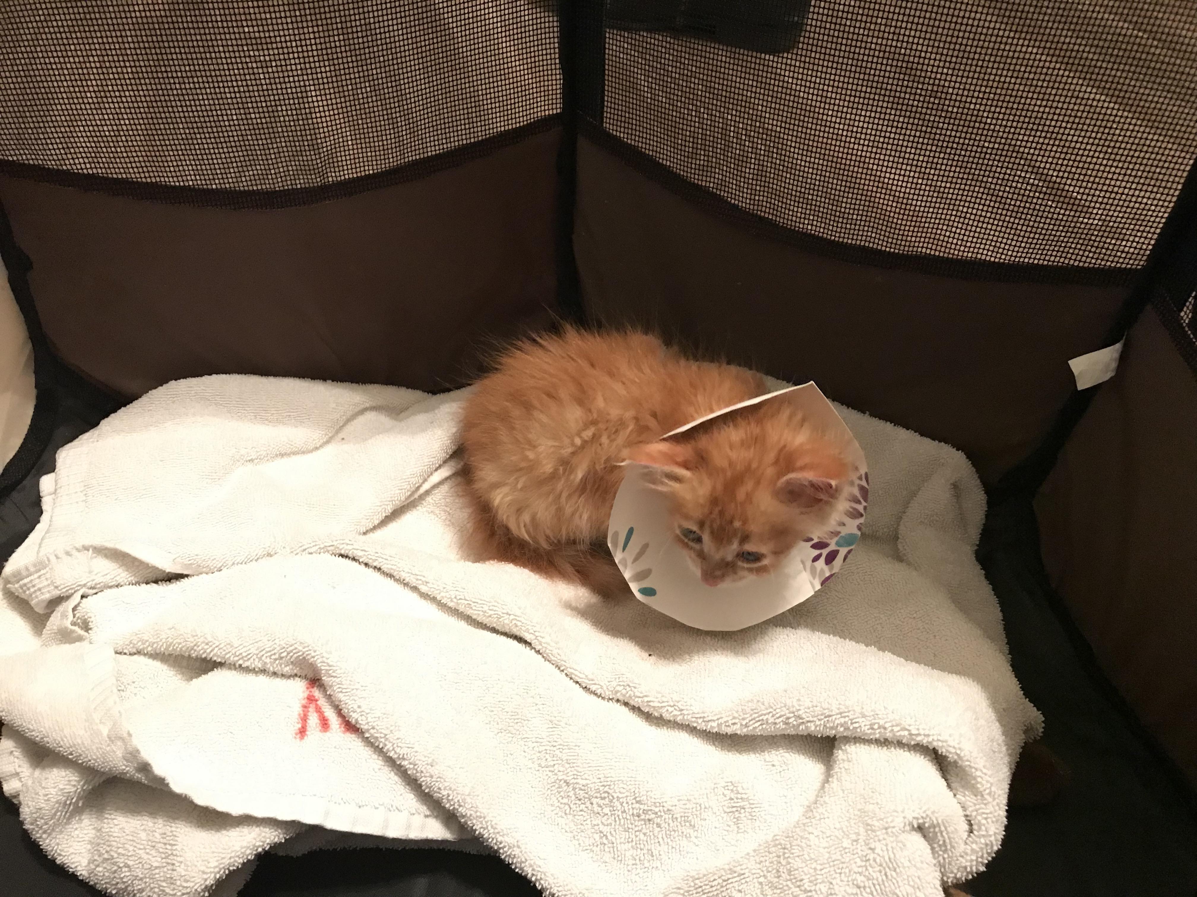 Our kitten is too small for a cone from the Vet, so we made one out of