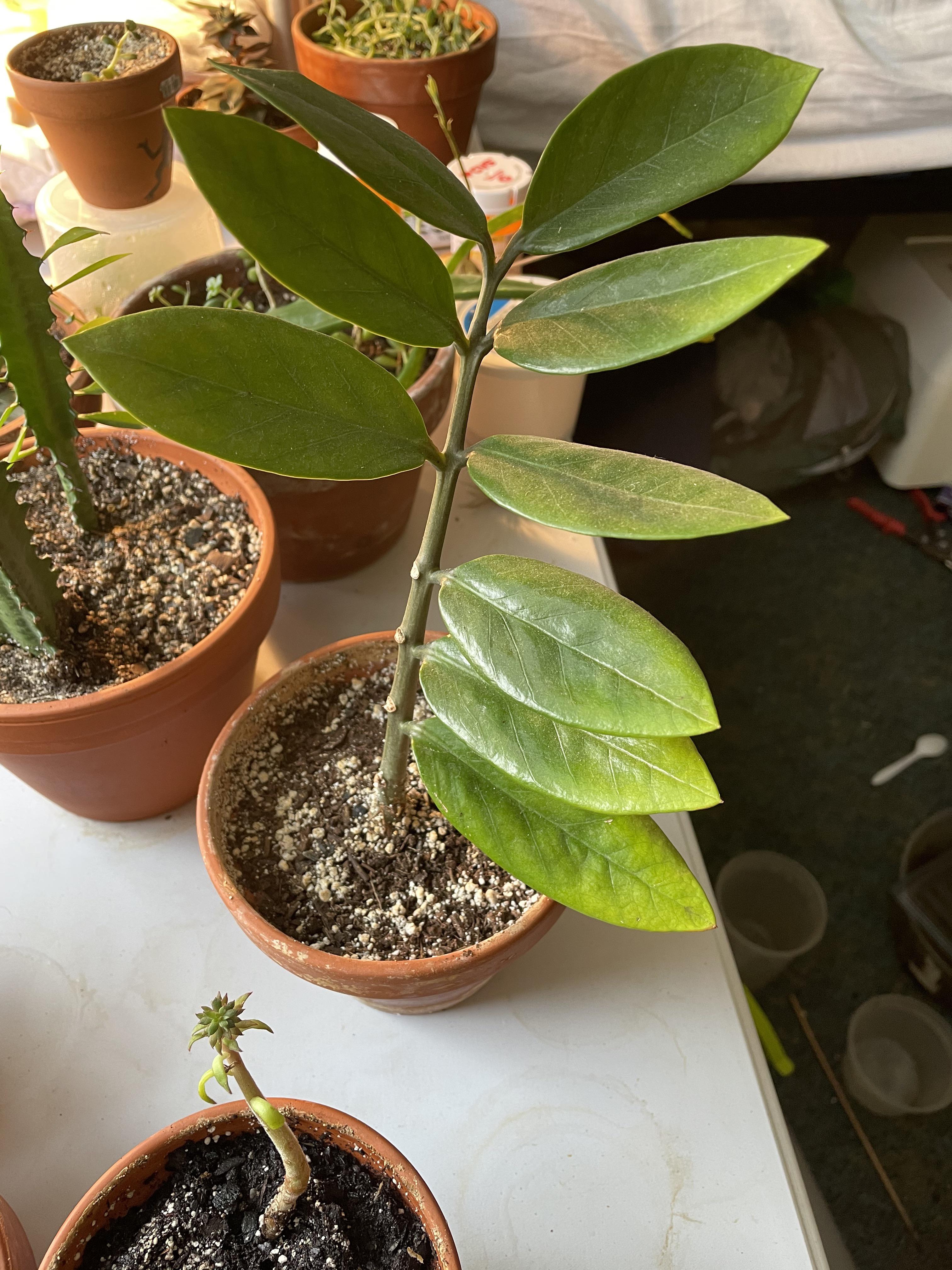 ZZ plant yellowing? r/plantclinic