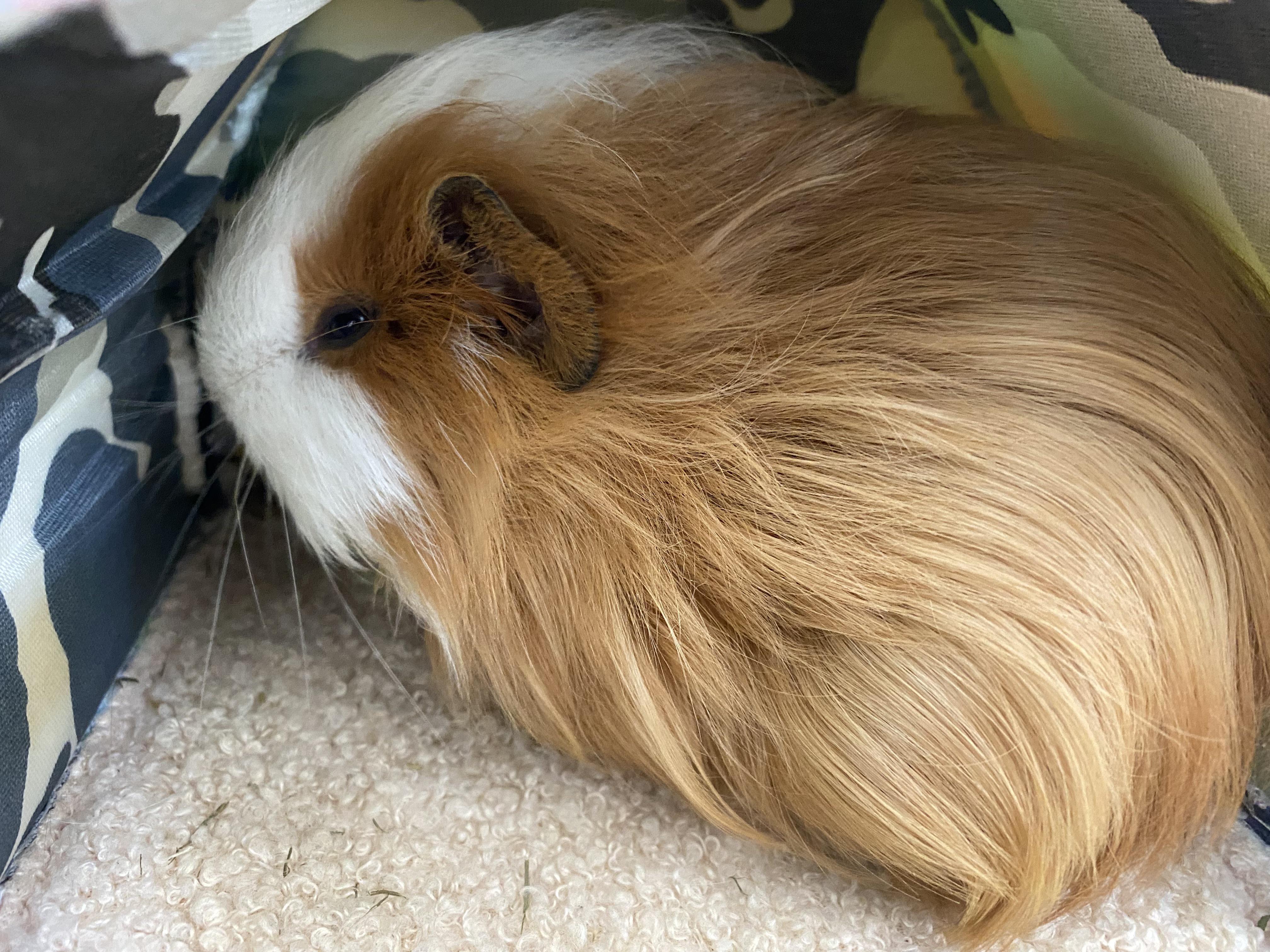 Update on my male guinea pig’s neutering r/guineapigs