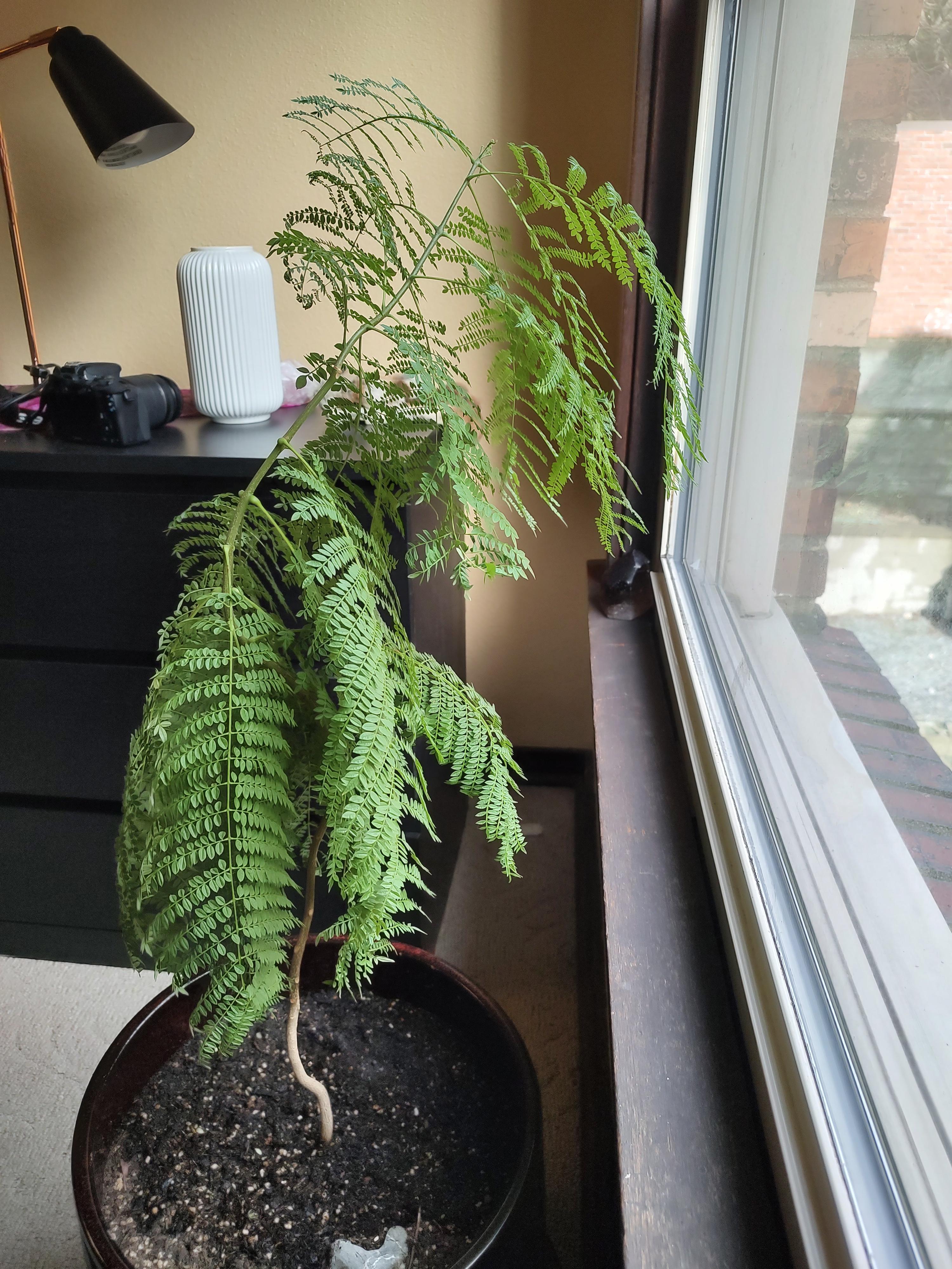 Brazilian Rosewood Tree