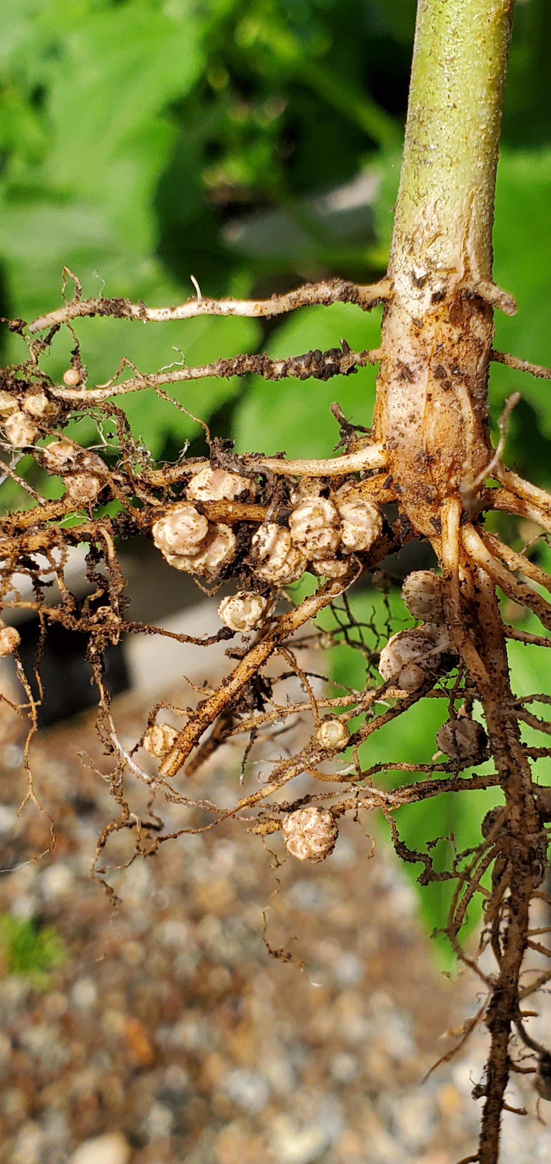 Pulled a sick green bean plant and found these. What are they? r