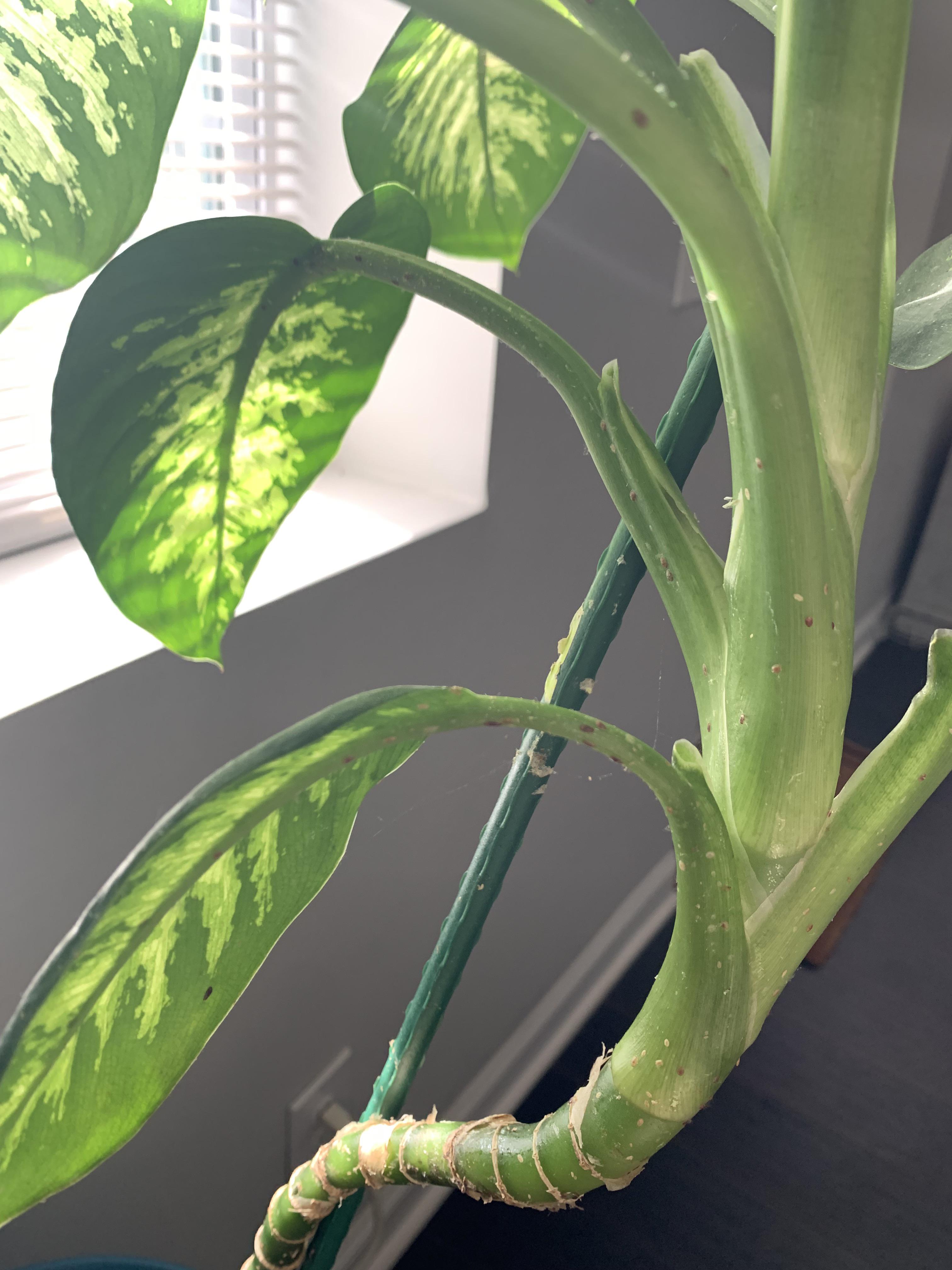 What are these brown spots on my dumb cane? I clean with water and