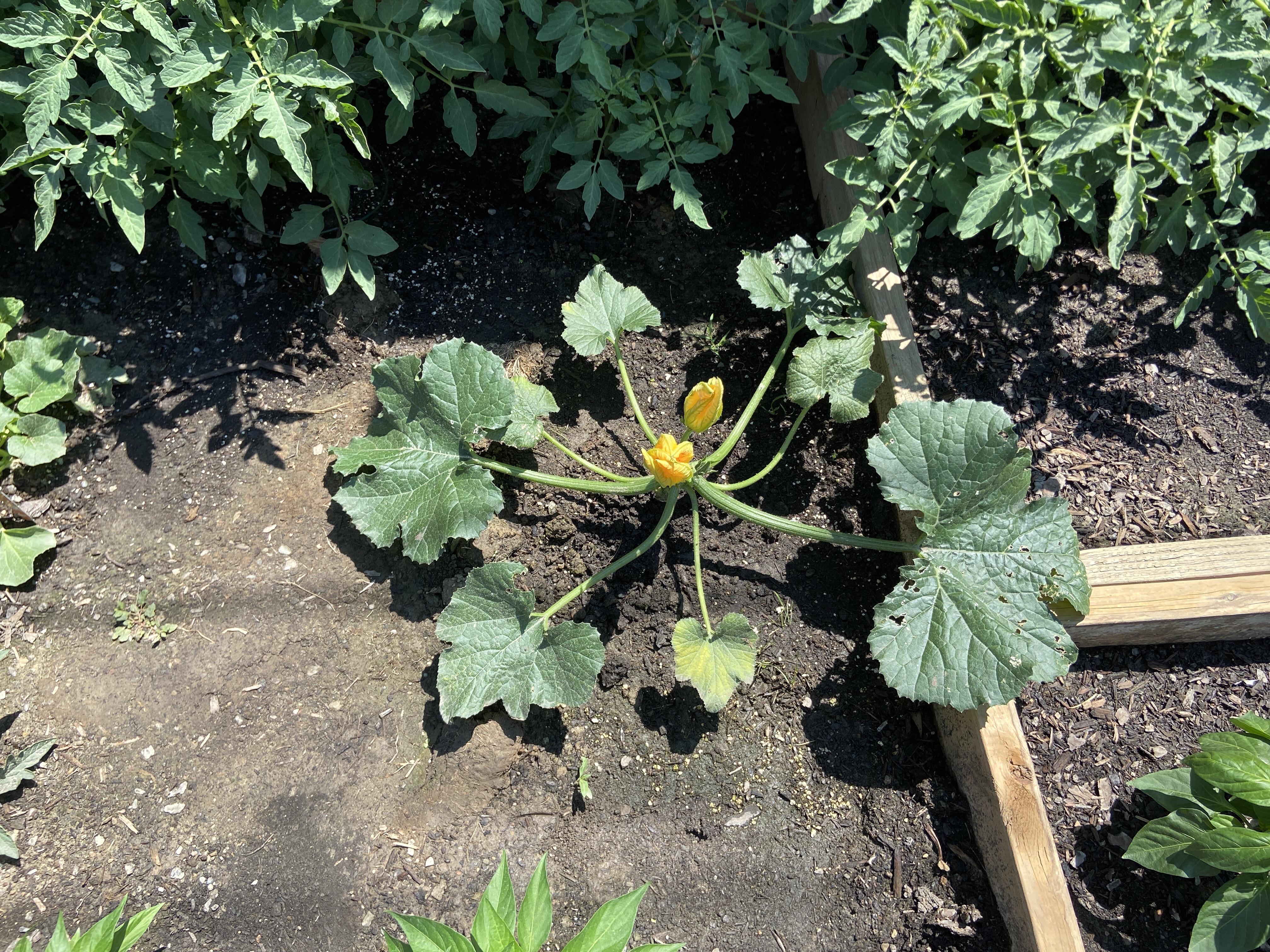 Does something look wrong with my zucchini plant? Took this picture the