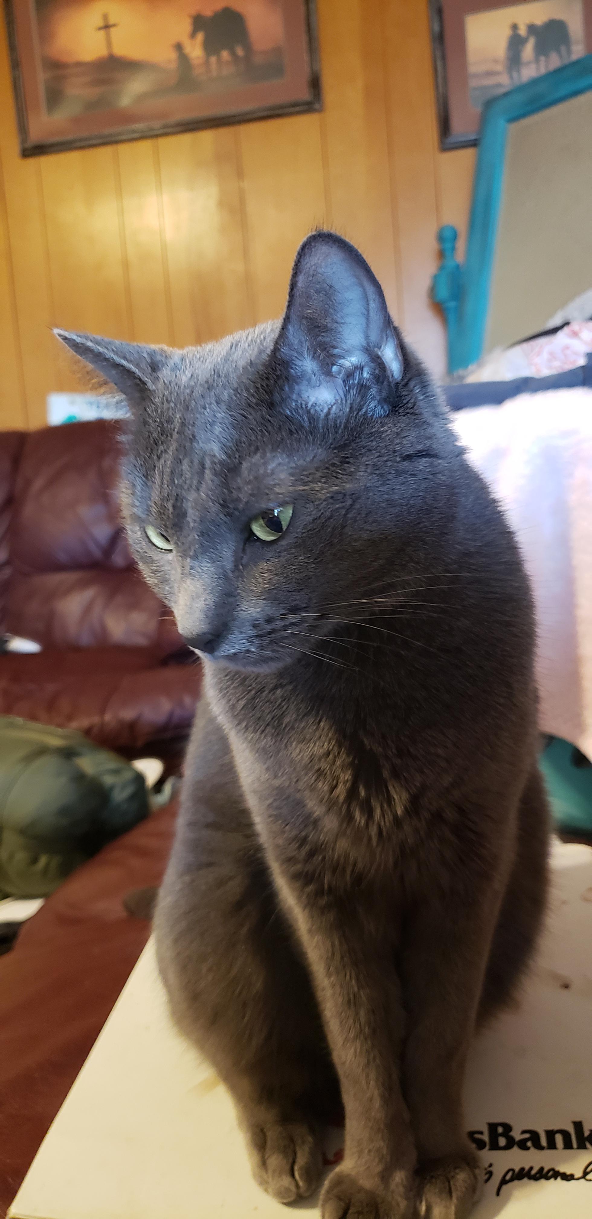 My cat like, " I own you" r/aww