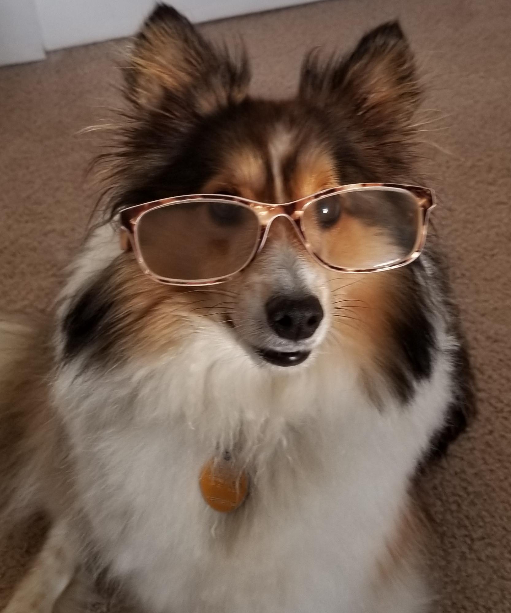Shelties are more intelligent than most people. Just sayin. r/shelties