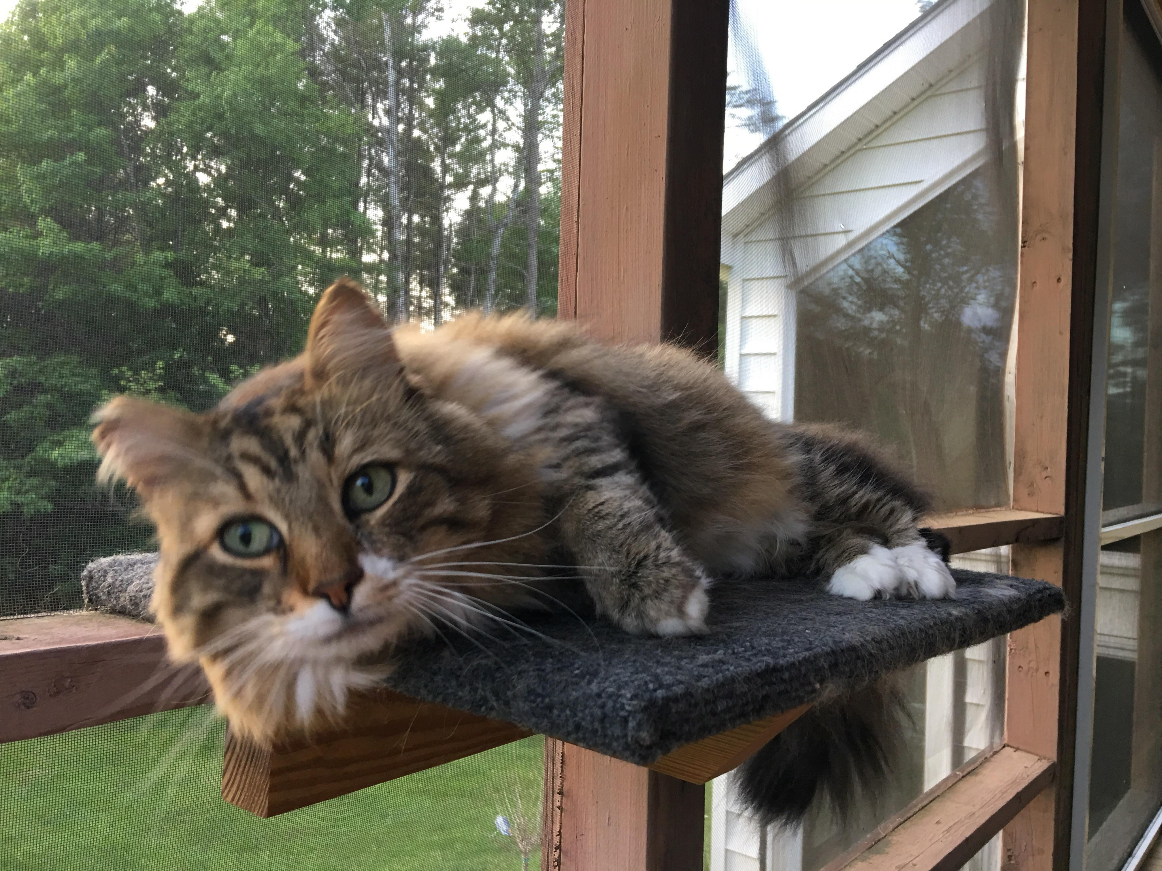 Meet Chit Chat. This cat picked me. Best cat ever. r/aww