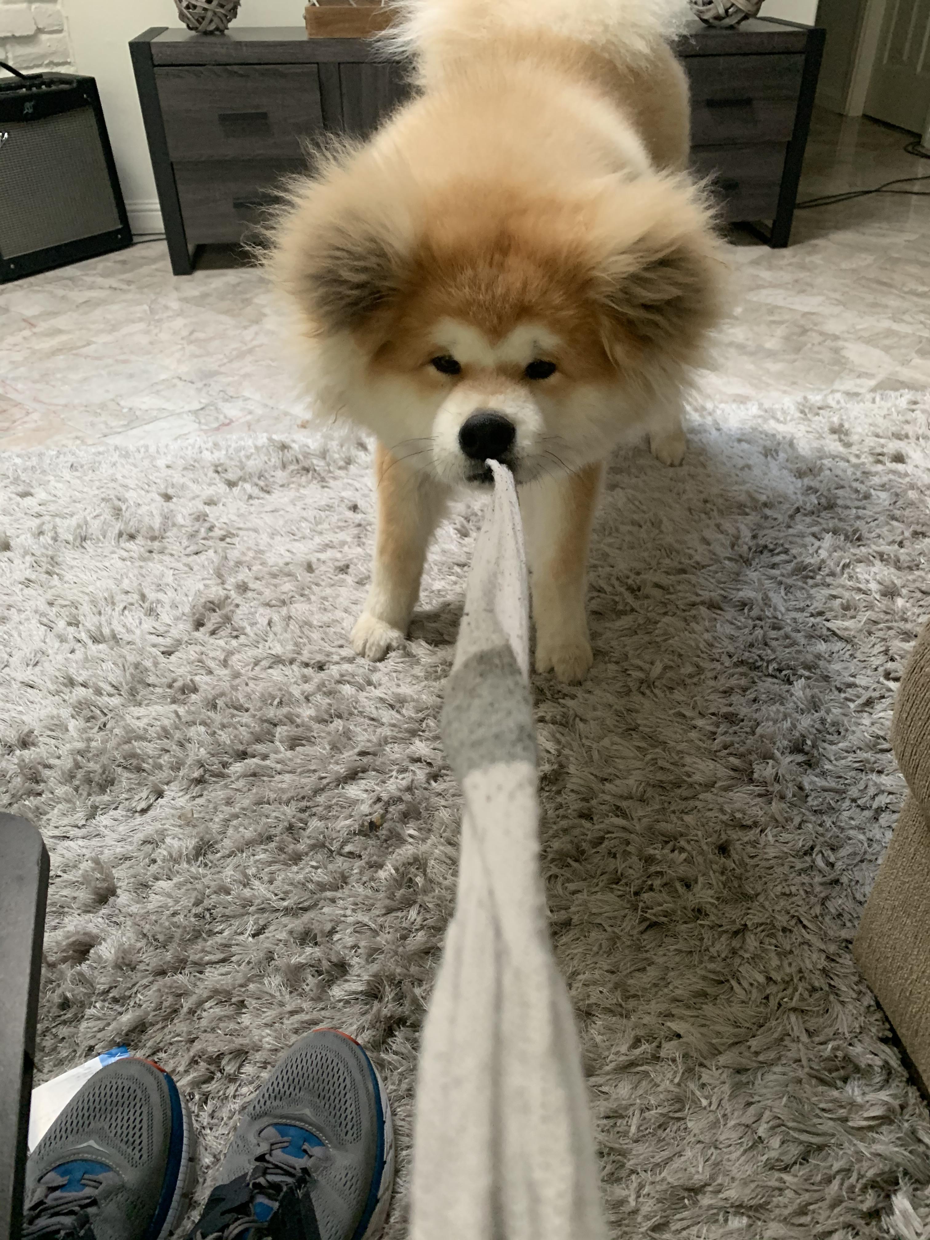 Hachi’s favorite hobby is stealing my socks! r/AnimalsBeingJerks