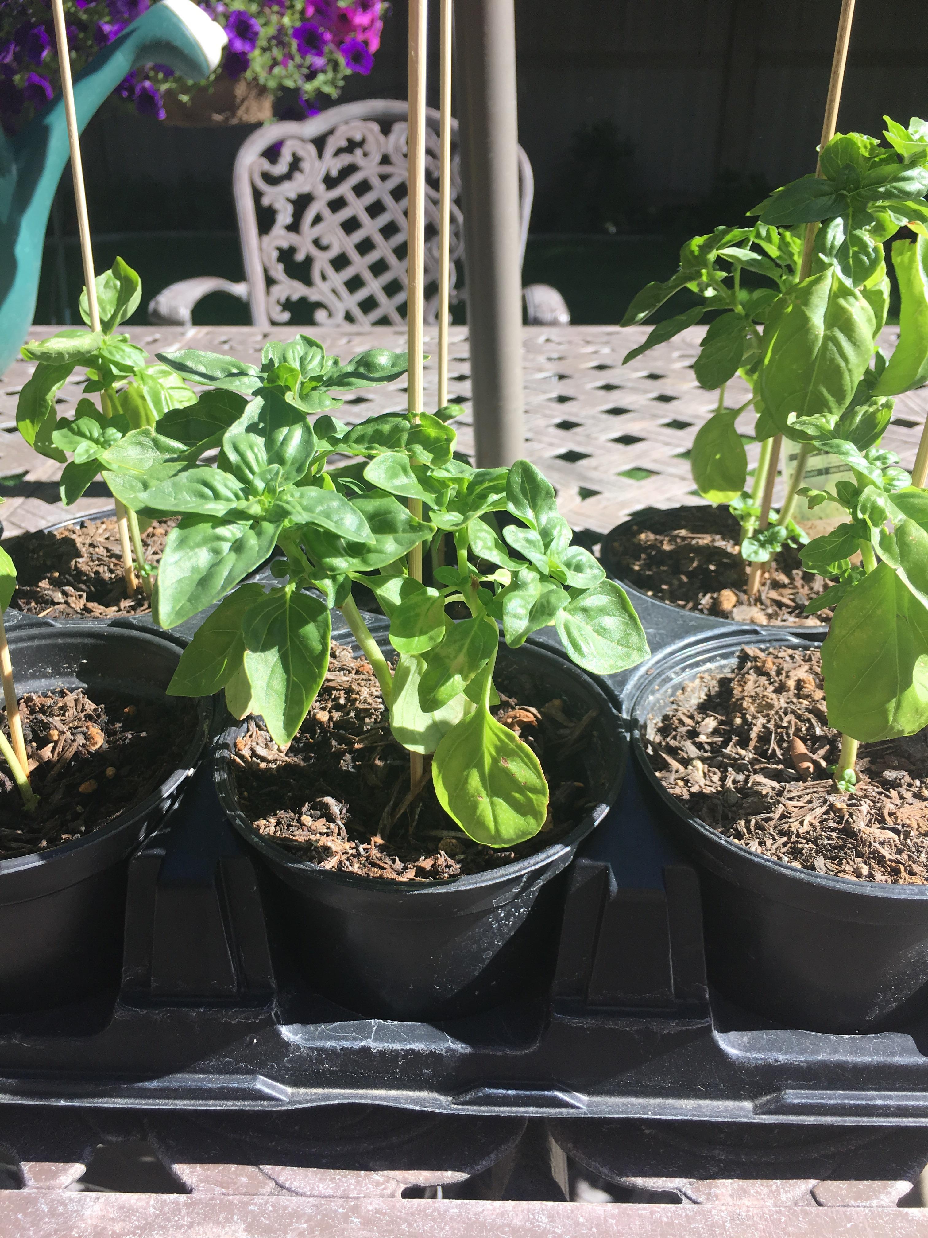 I got a basil plant at a grocery store a while back and it started to