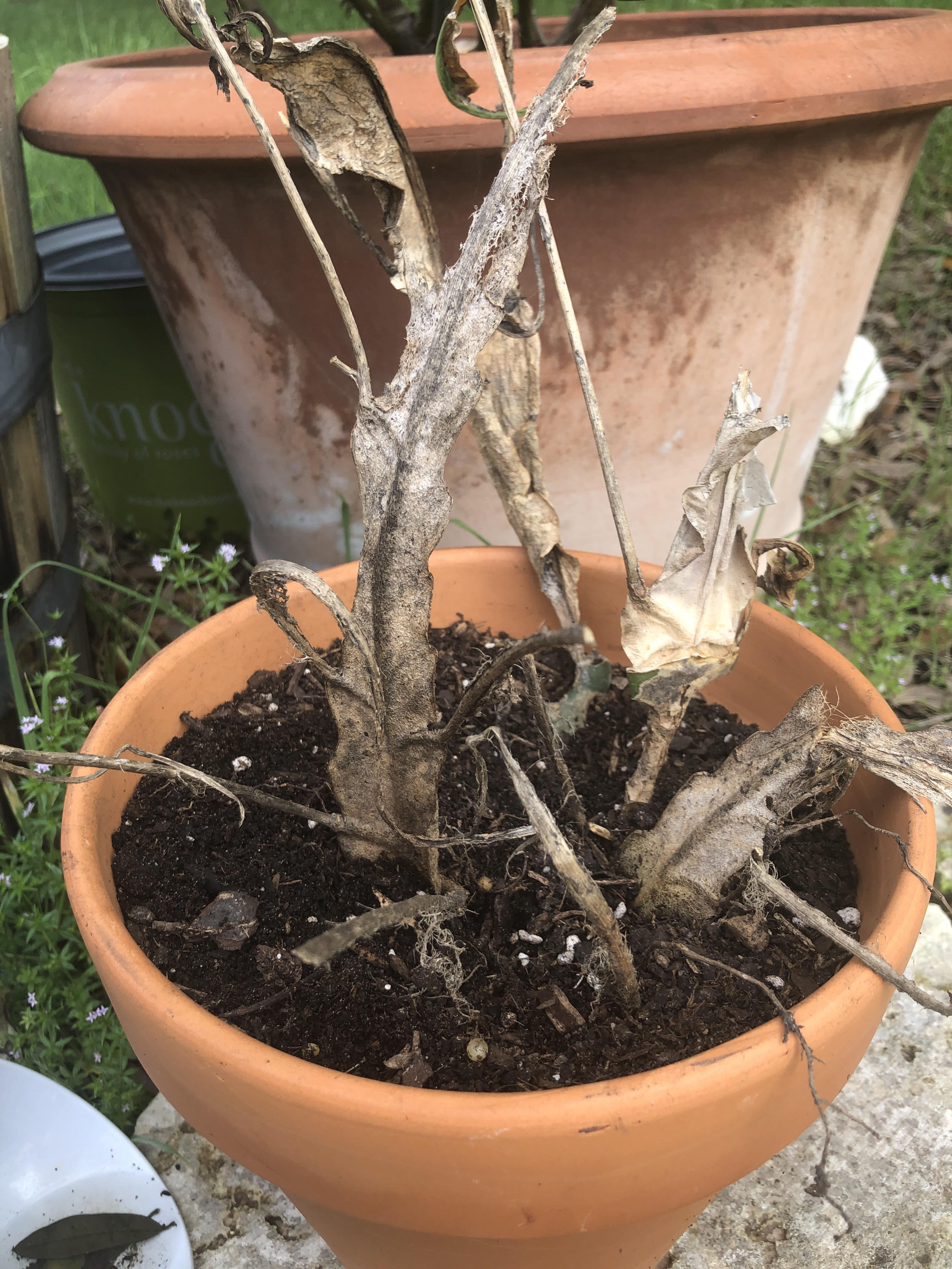 Can I revive my plant? I first had it in a large pot so we couldn’t