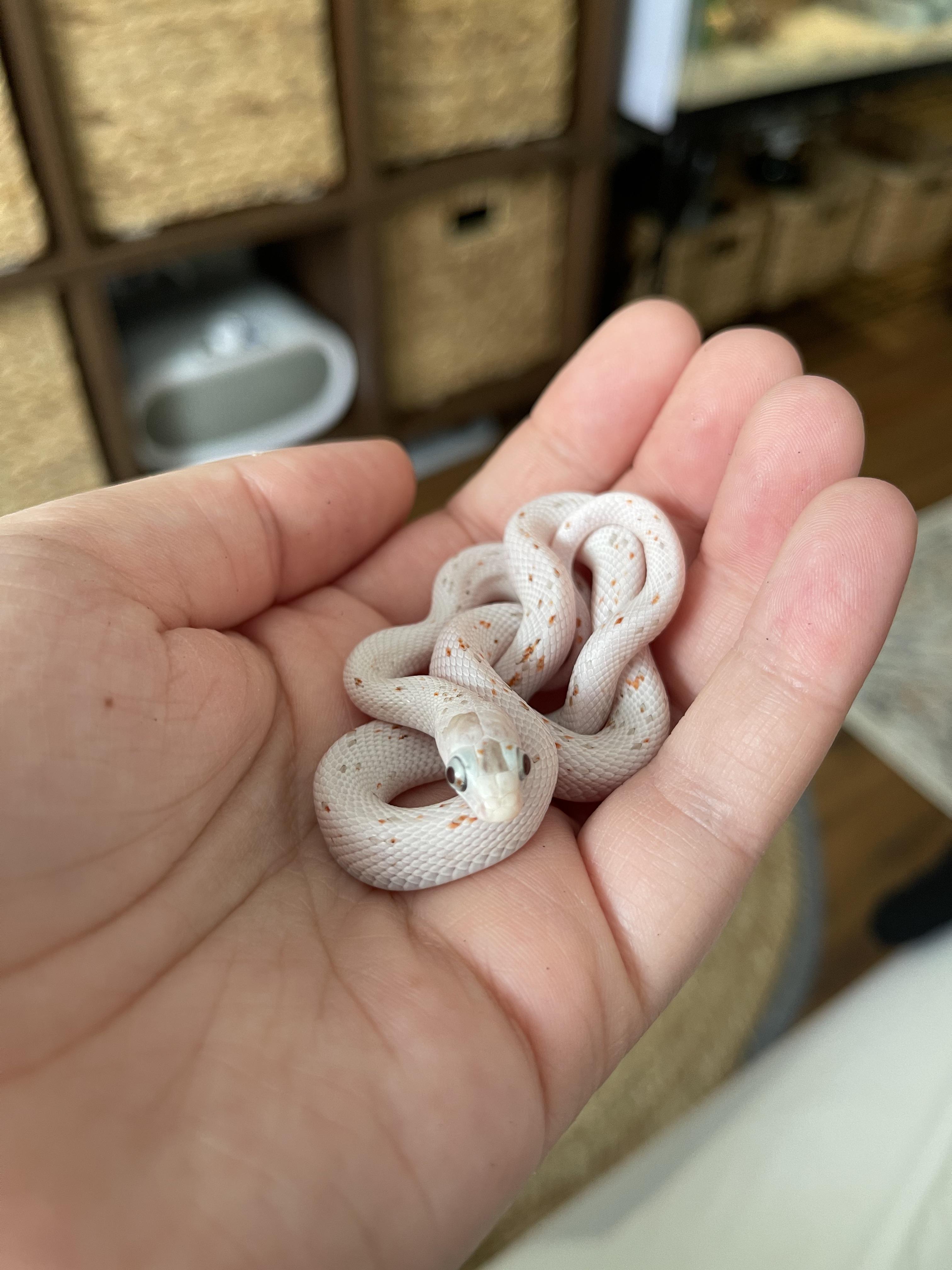 Mine baby child banana corn snake whom I love with all my heart