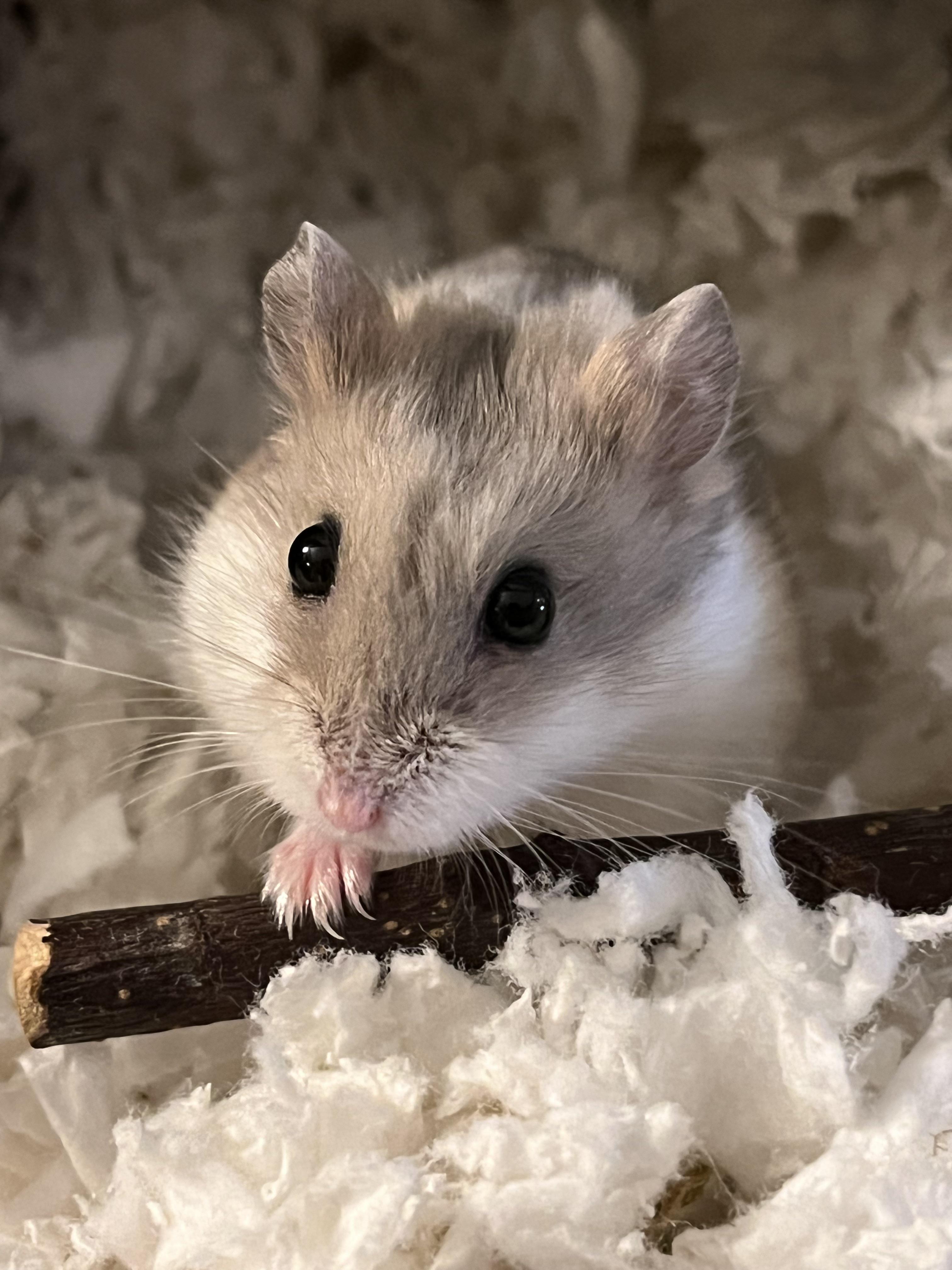 Hello this is Emi ️ do you guys cut your hamsters nails? I took this