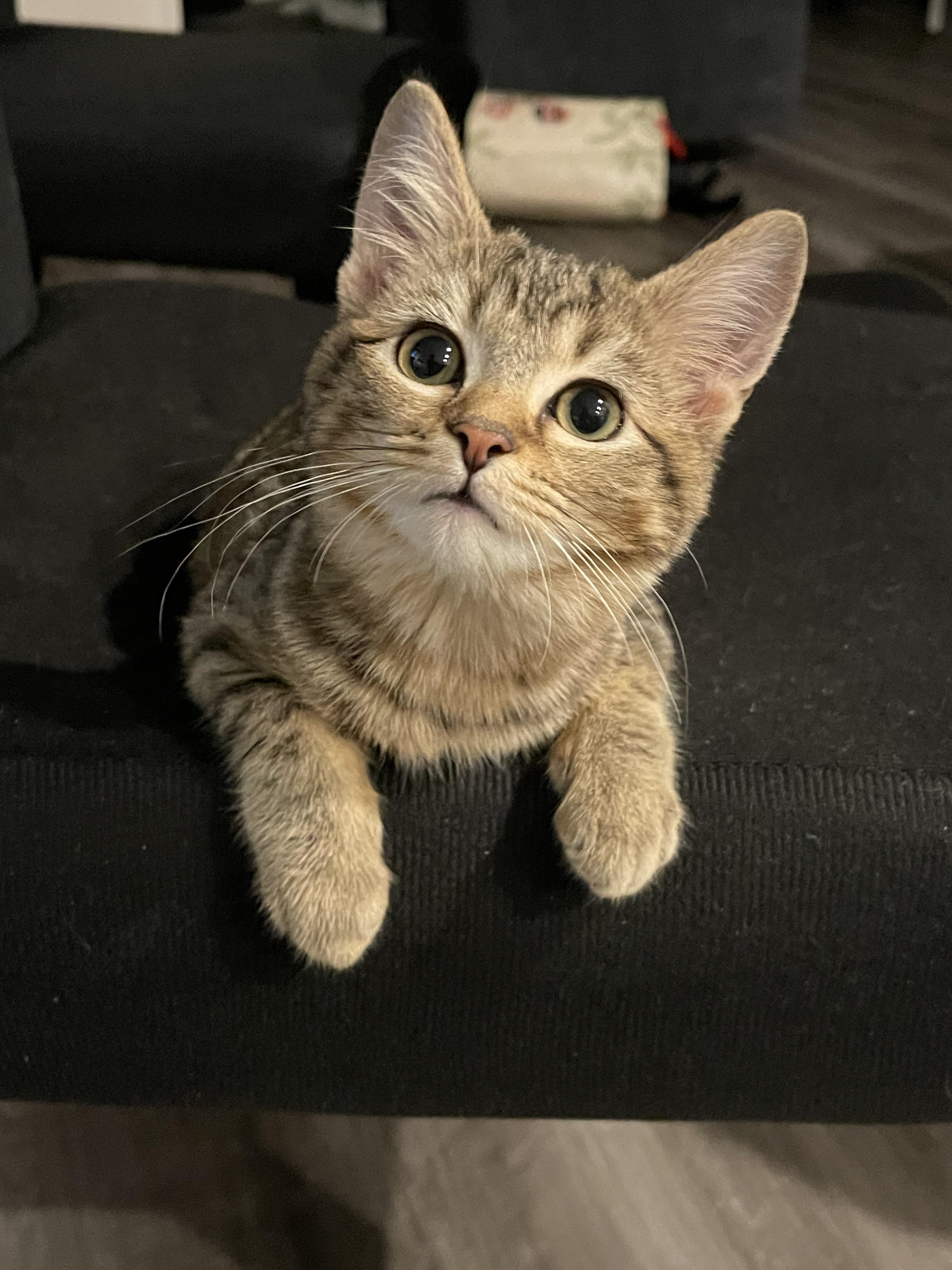 Zelda is not even 4 months old yet and she’s so big! aww