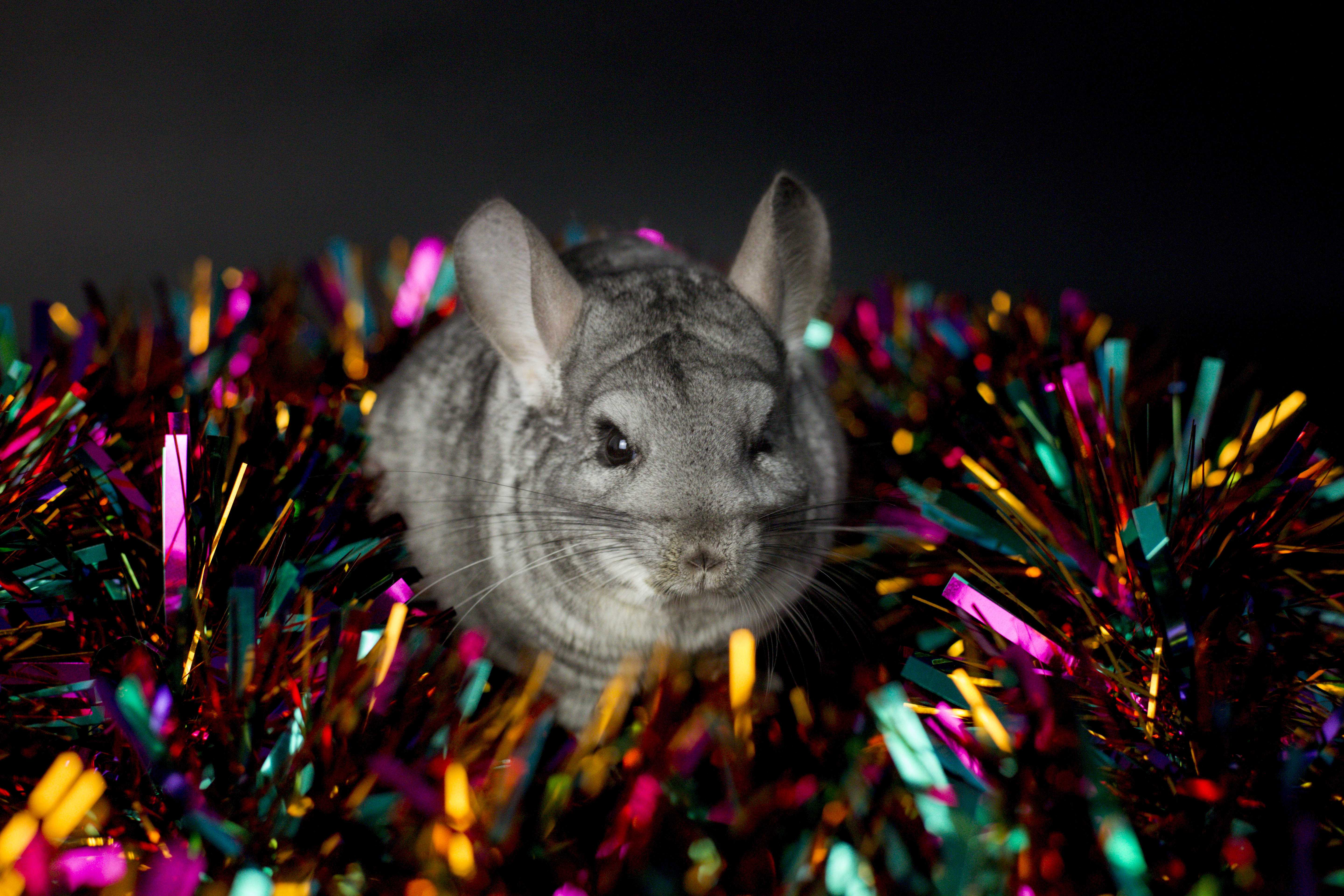 Merry Christmas Chinchilla lovers of Reddit from my Cookie Dough ️ (Thanks to Jigsaw Photography