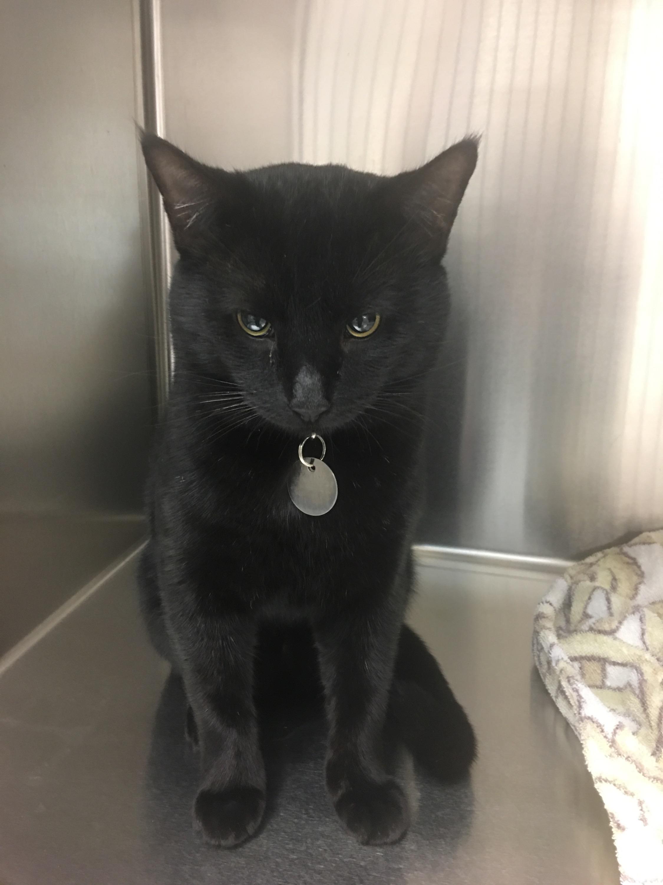 Took Hades to the vet yesterday for his neuter. One of the employees to