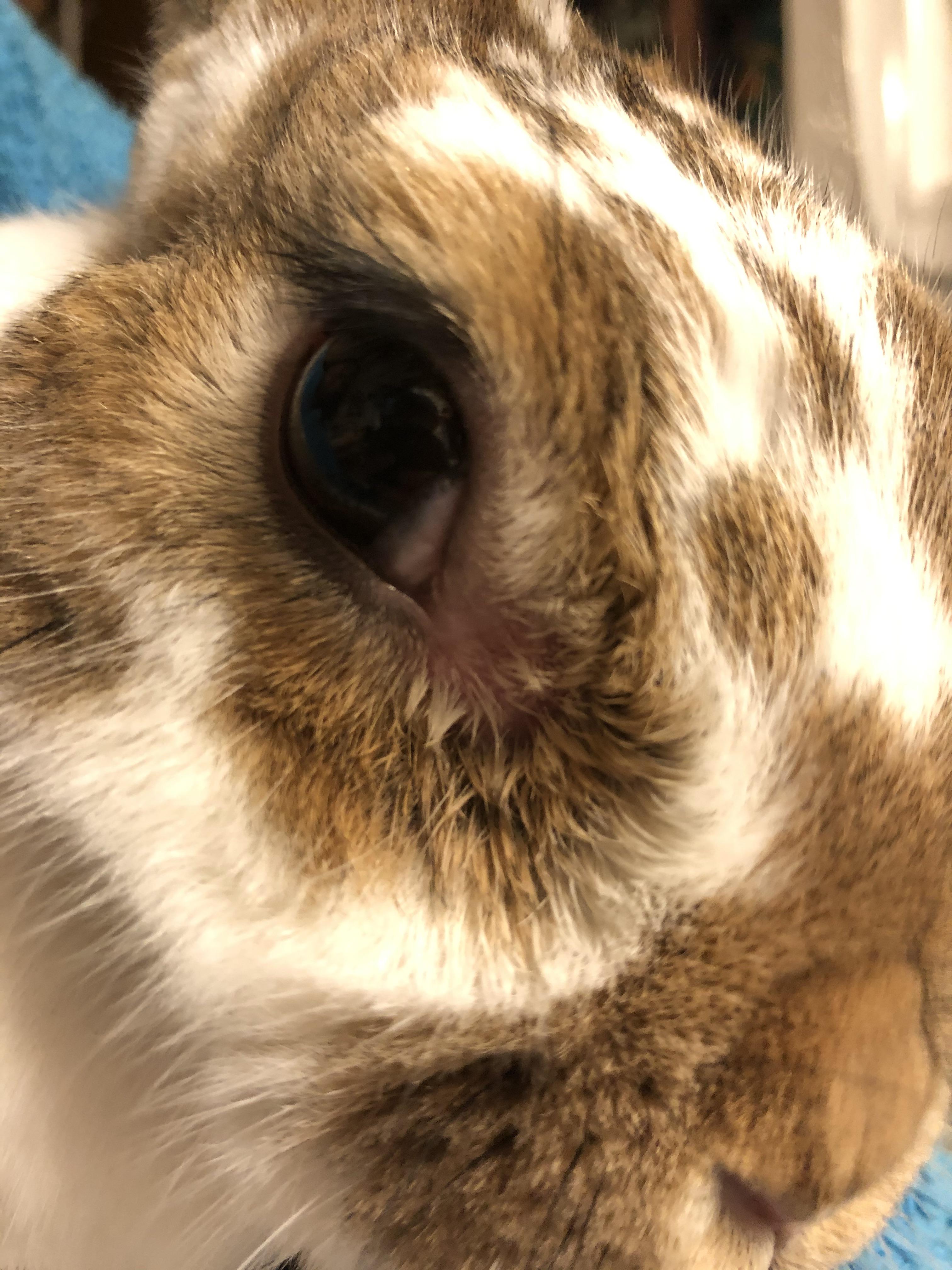 My bunny has had wetness under his eye for almost two weeks it’s only