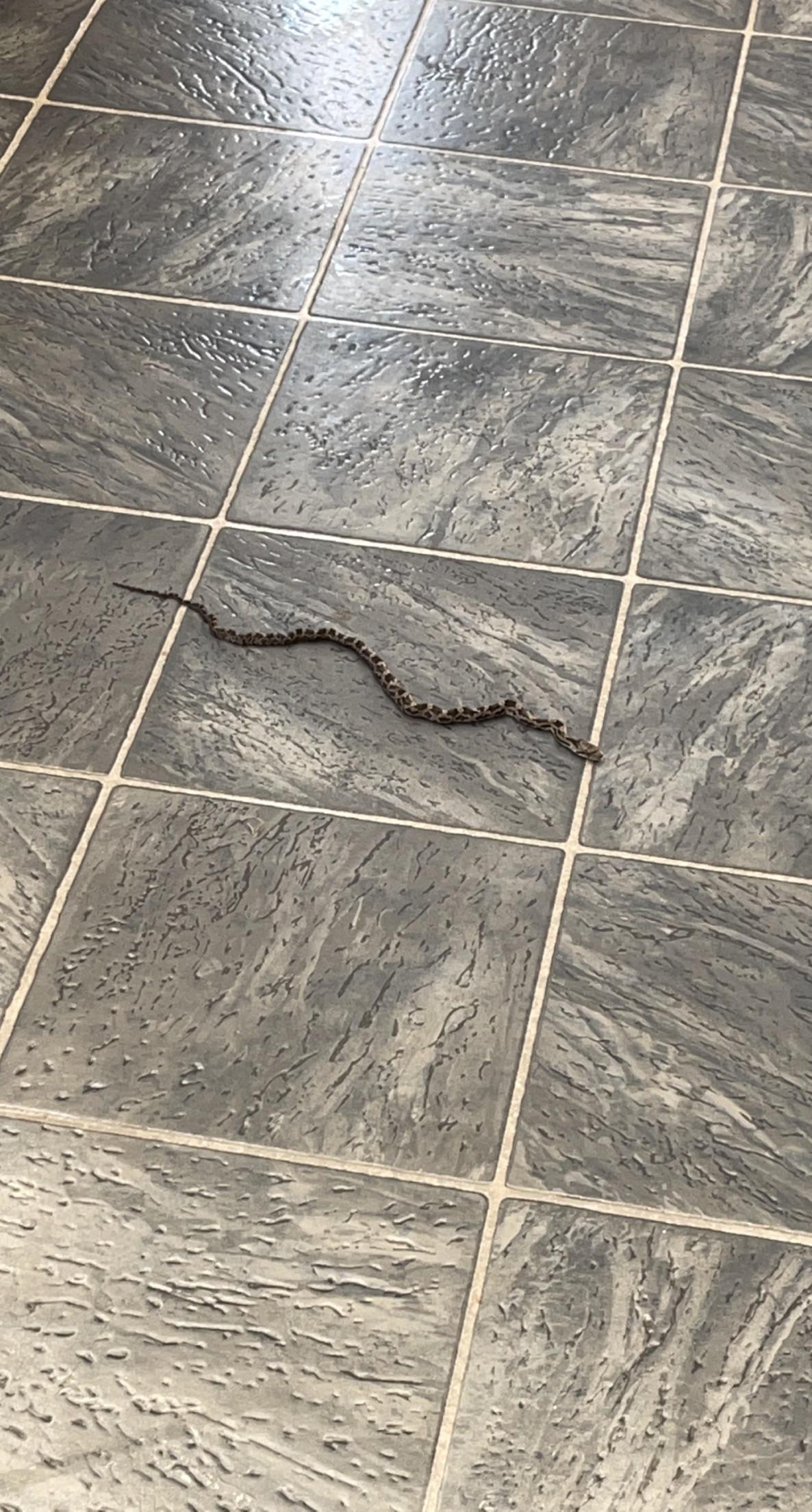 HELP! WHAT SNAKE IS IN MY HOUSE! : r/reptiles