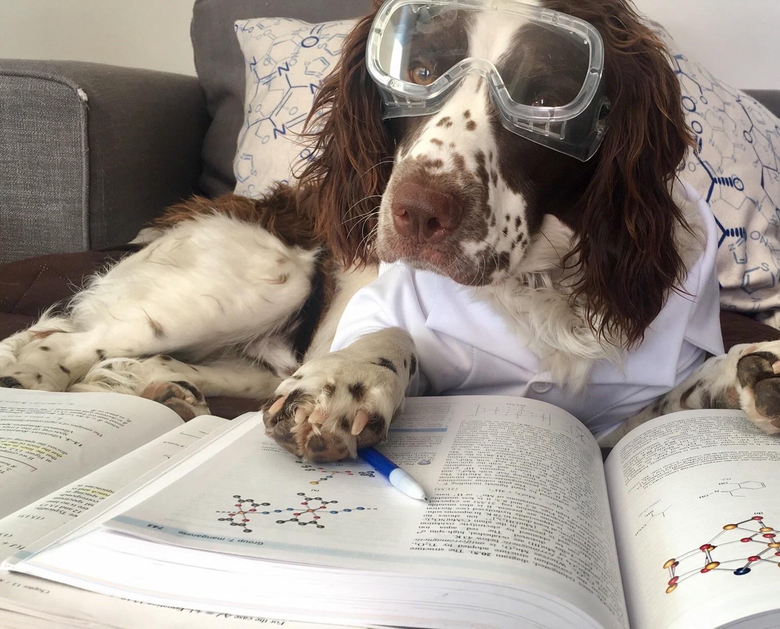 Bill Nye the Science Dog?? r/dogswithjobs