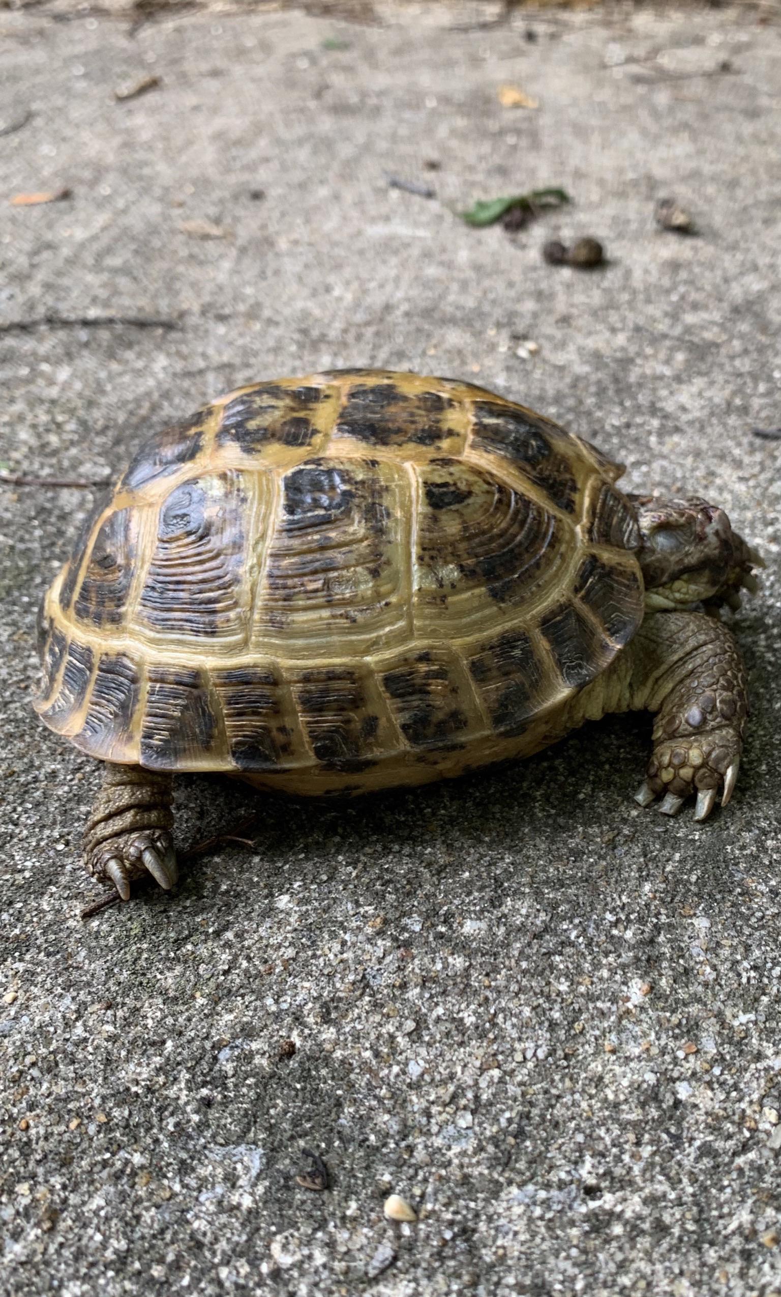 What kind of turtles keep showing up in my yard? 1/2 r/turtle