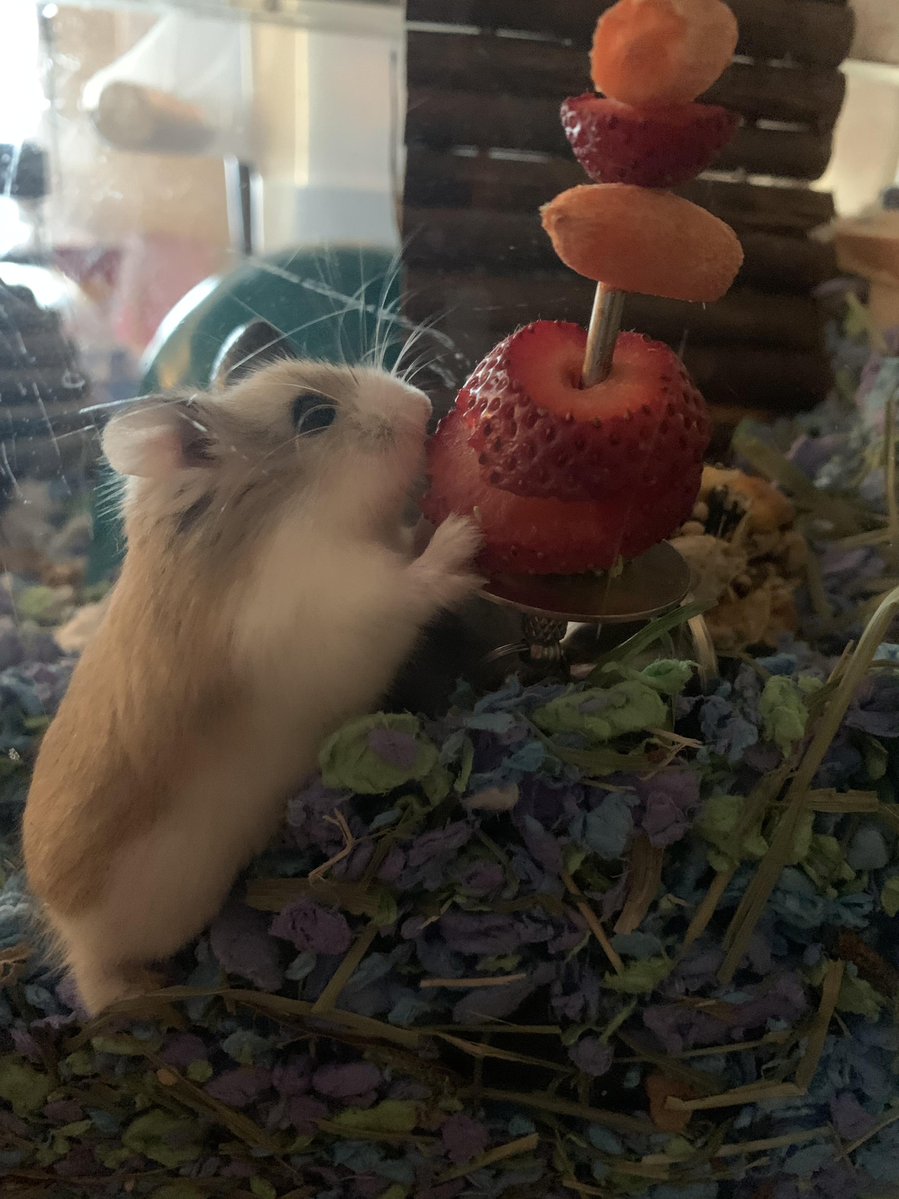 Strawberry kisses and hamster wishes. r/hamsters