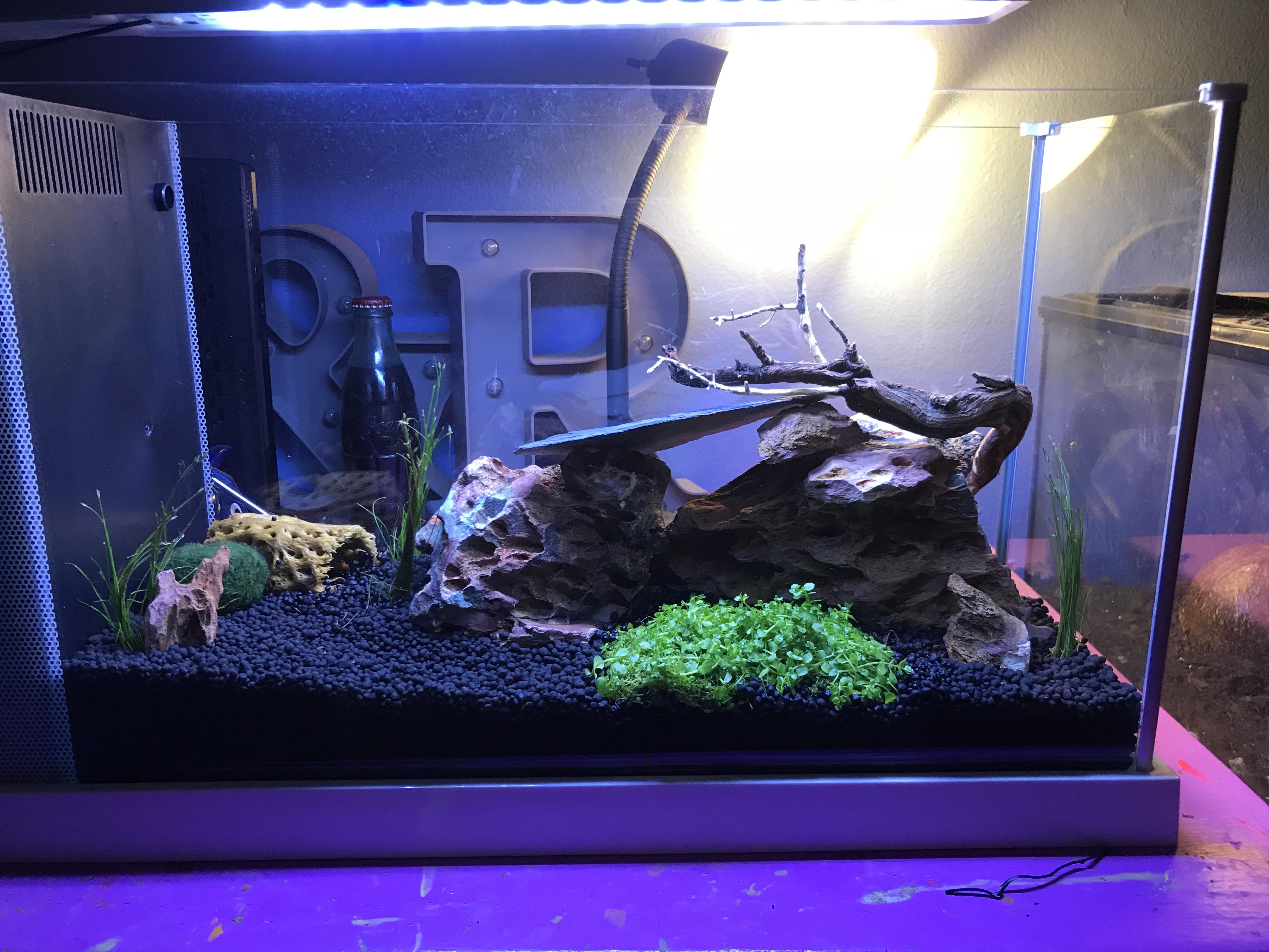 New shrimp breeding tank// Fluval Spec 5g r/Aquariums