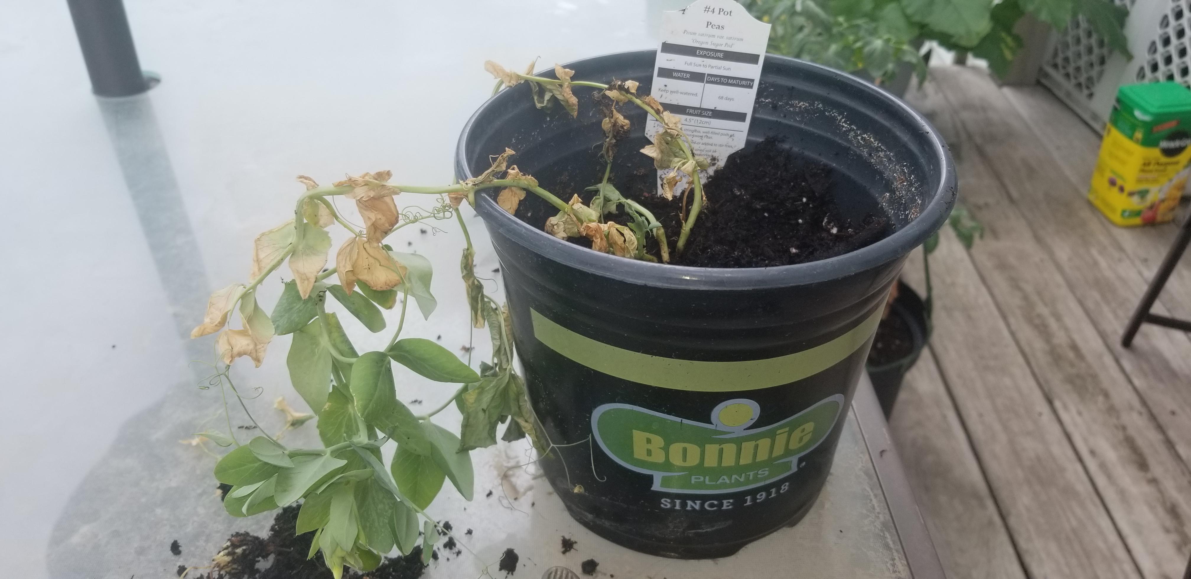 Any idea what's going on with my poor pea plant? It's determined to