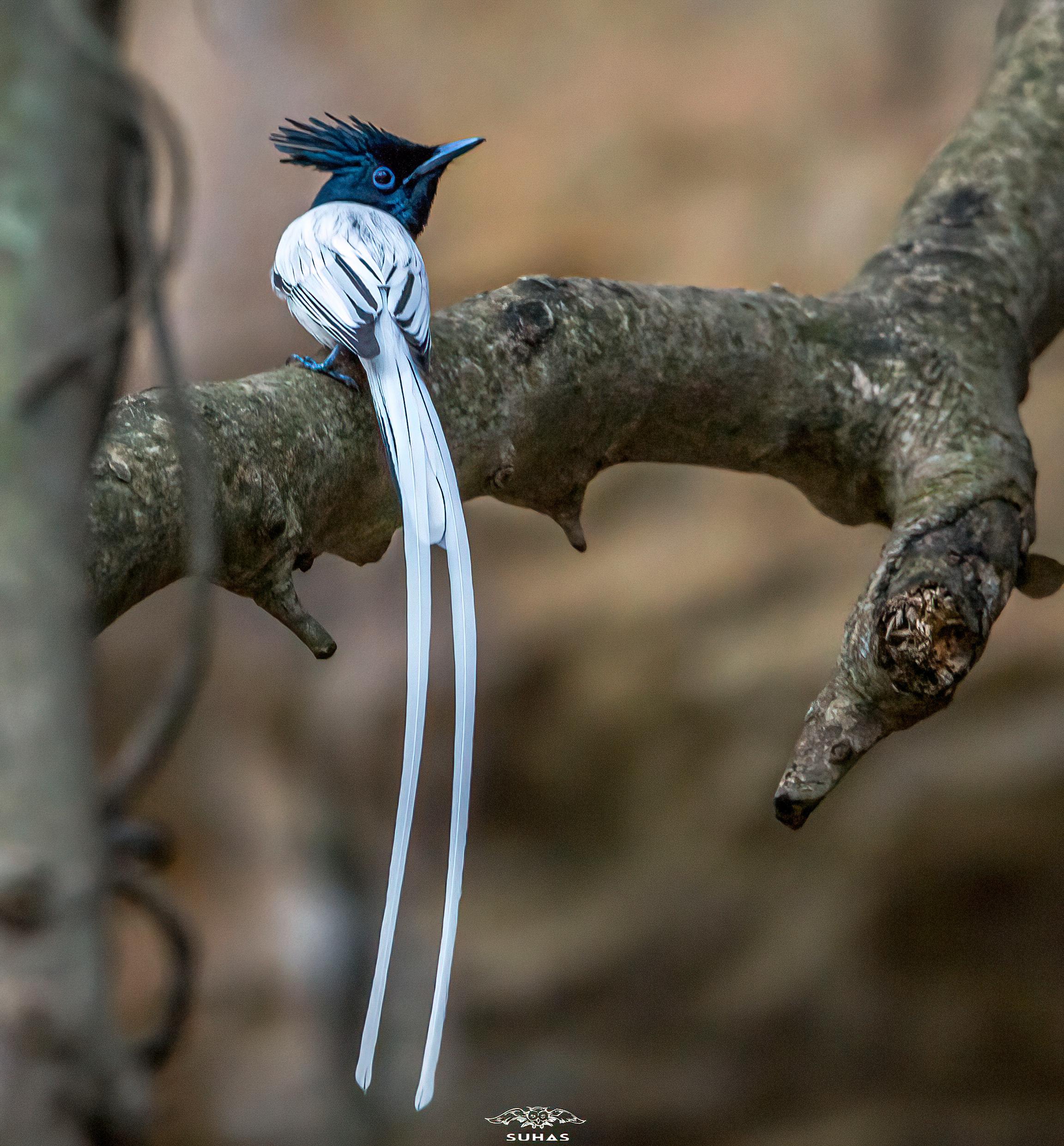 Asian Paradise Flycatcher Male White Morph. Taken in India MostBeautiful