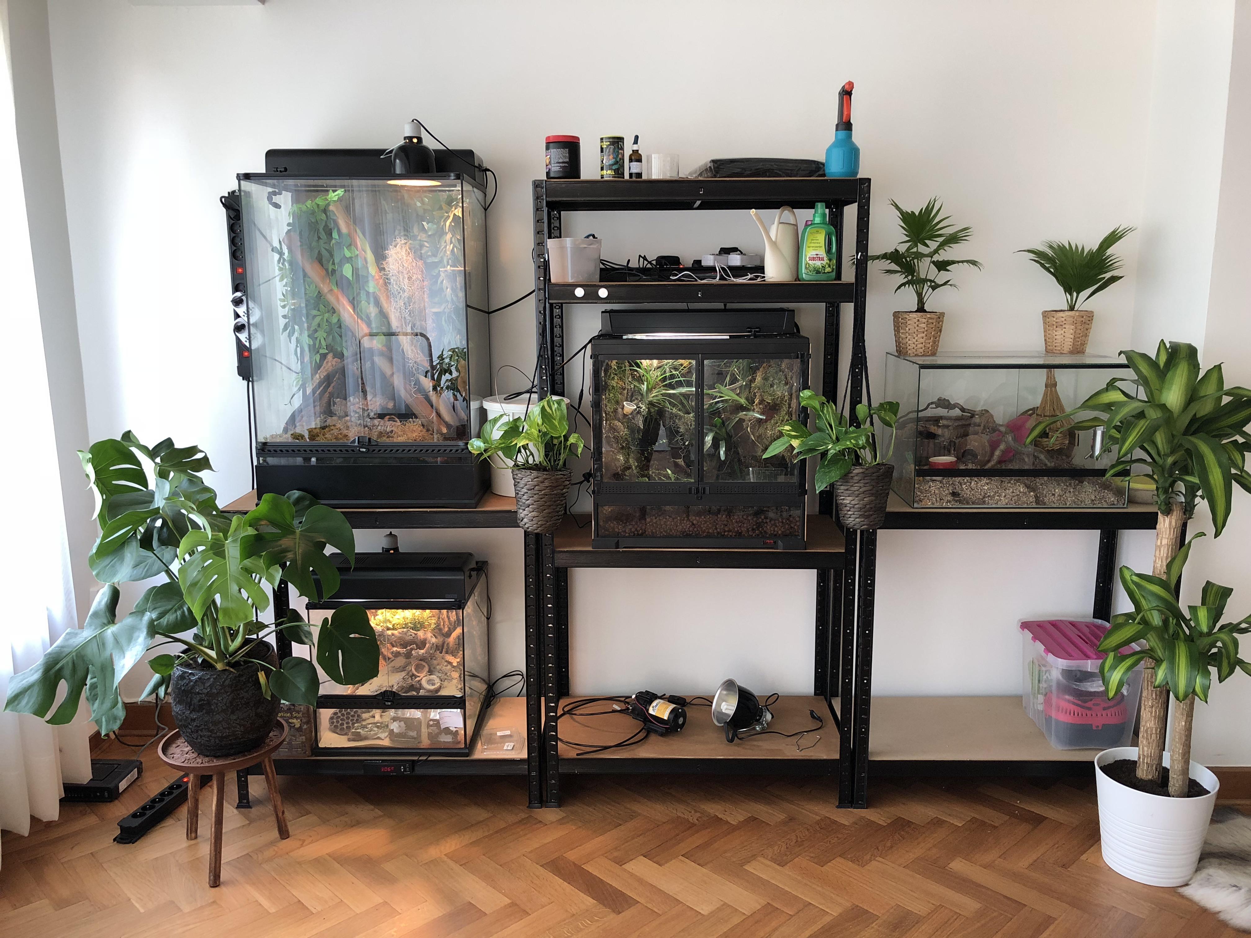 Our terrarium rack with Geckos, Dart Frogs and a hamster. This was 4 months ago. r/terrariums
