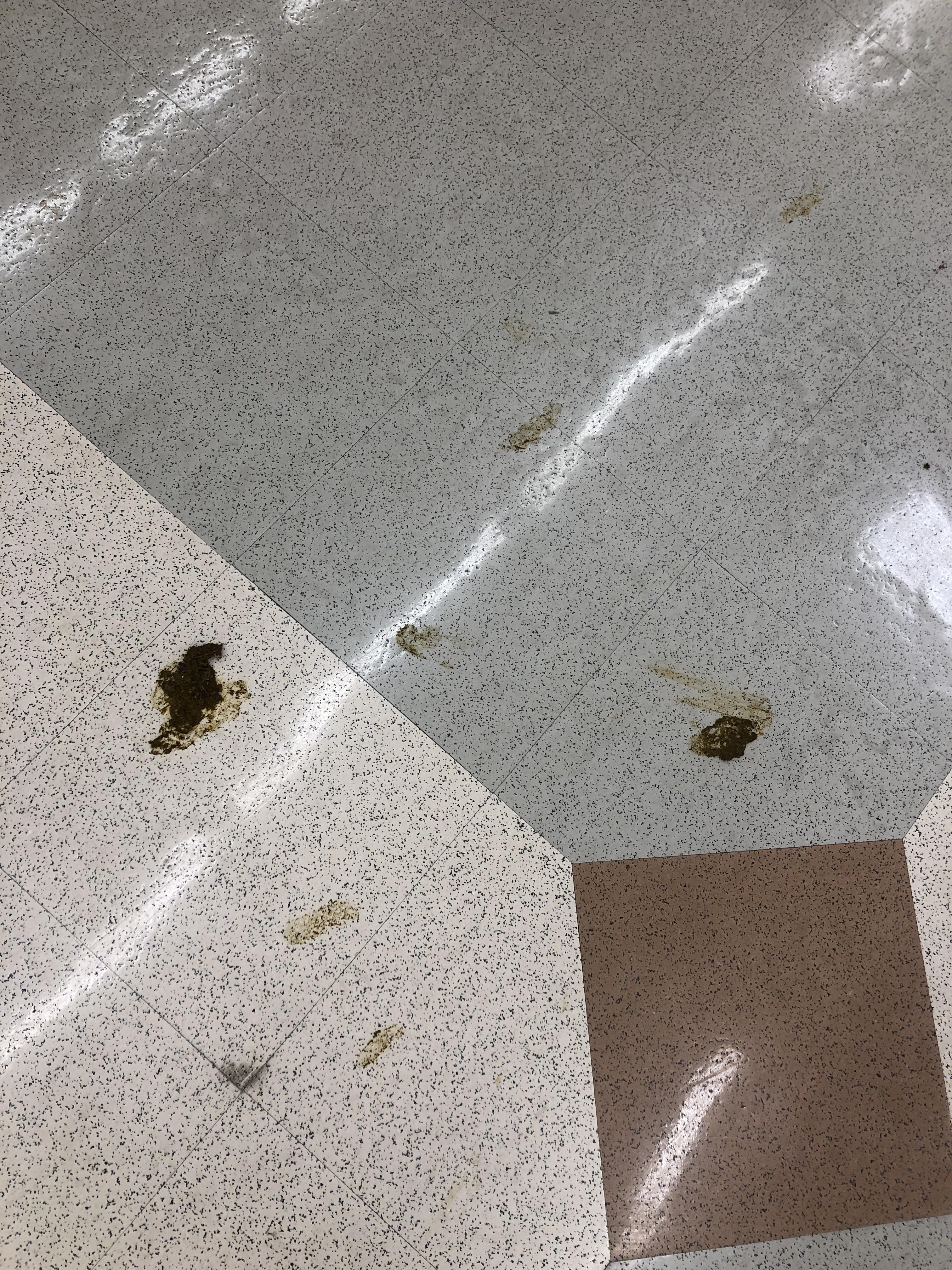Someone stepped in dog poop outside & brought it into the store r/kroger