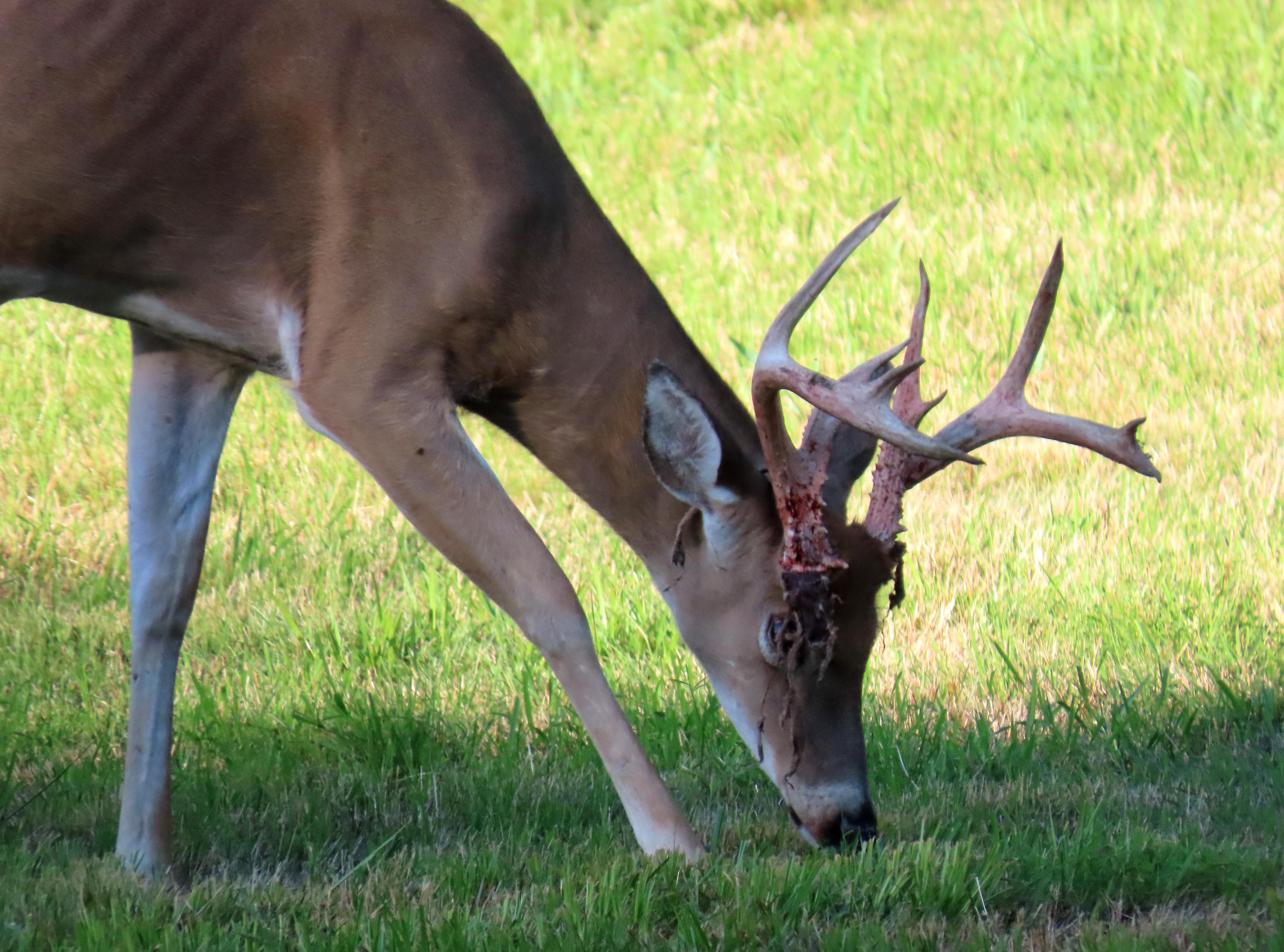 Saw this Whitetail buck shedding the velvet from his antlers this