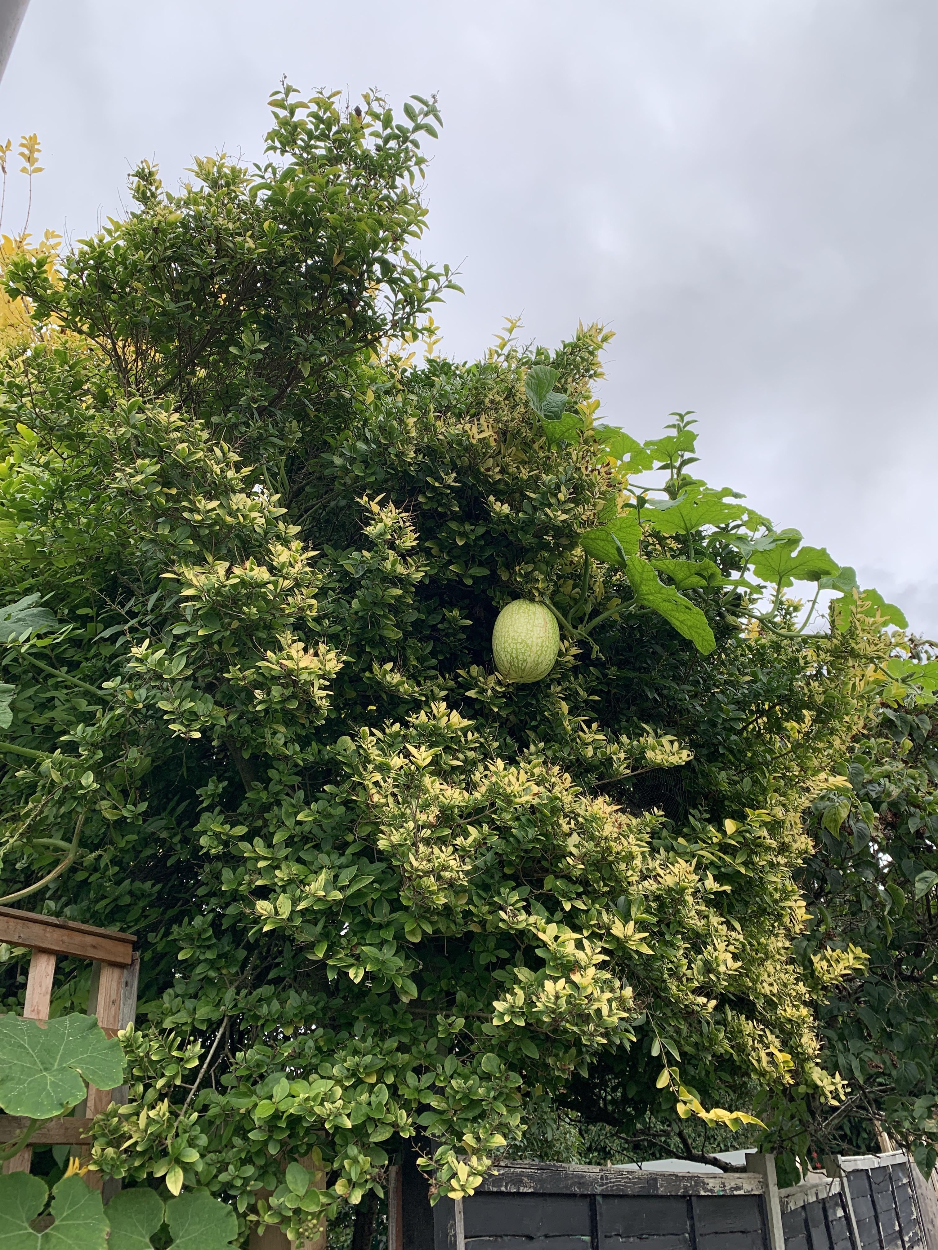 A watermelon growing from a tree mildlyinteresting