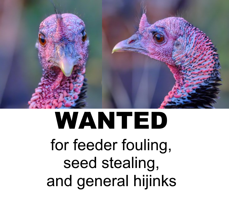 Dangerous criminal r/turkeys