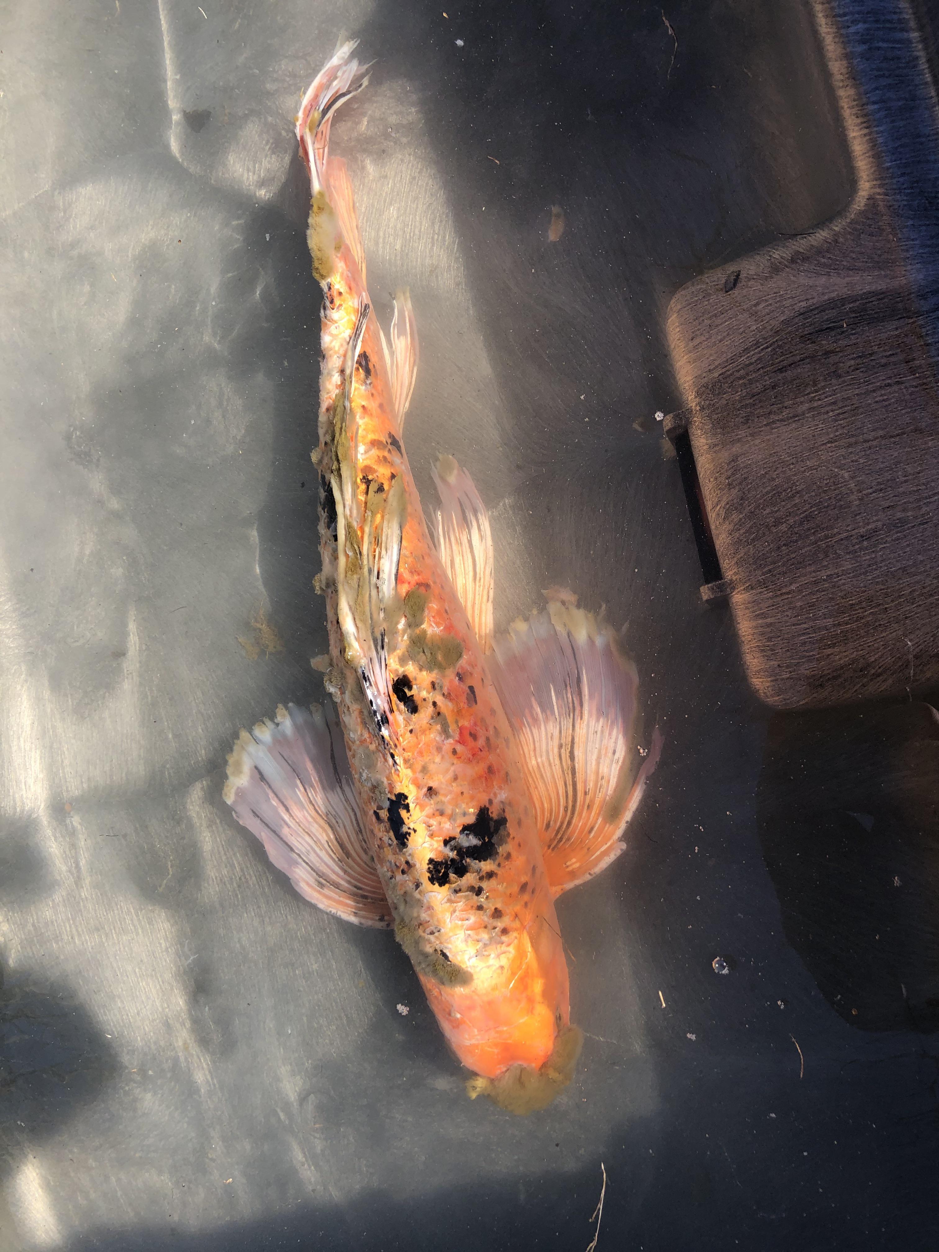 Any koi experts know how to help this fish? Got 2 big koi left and they