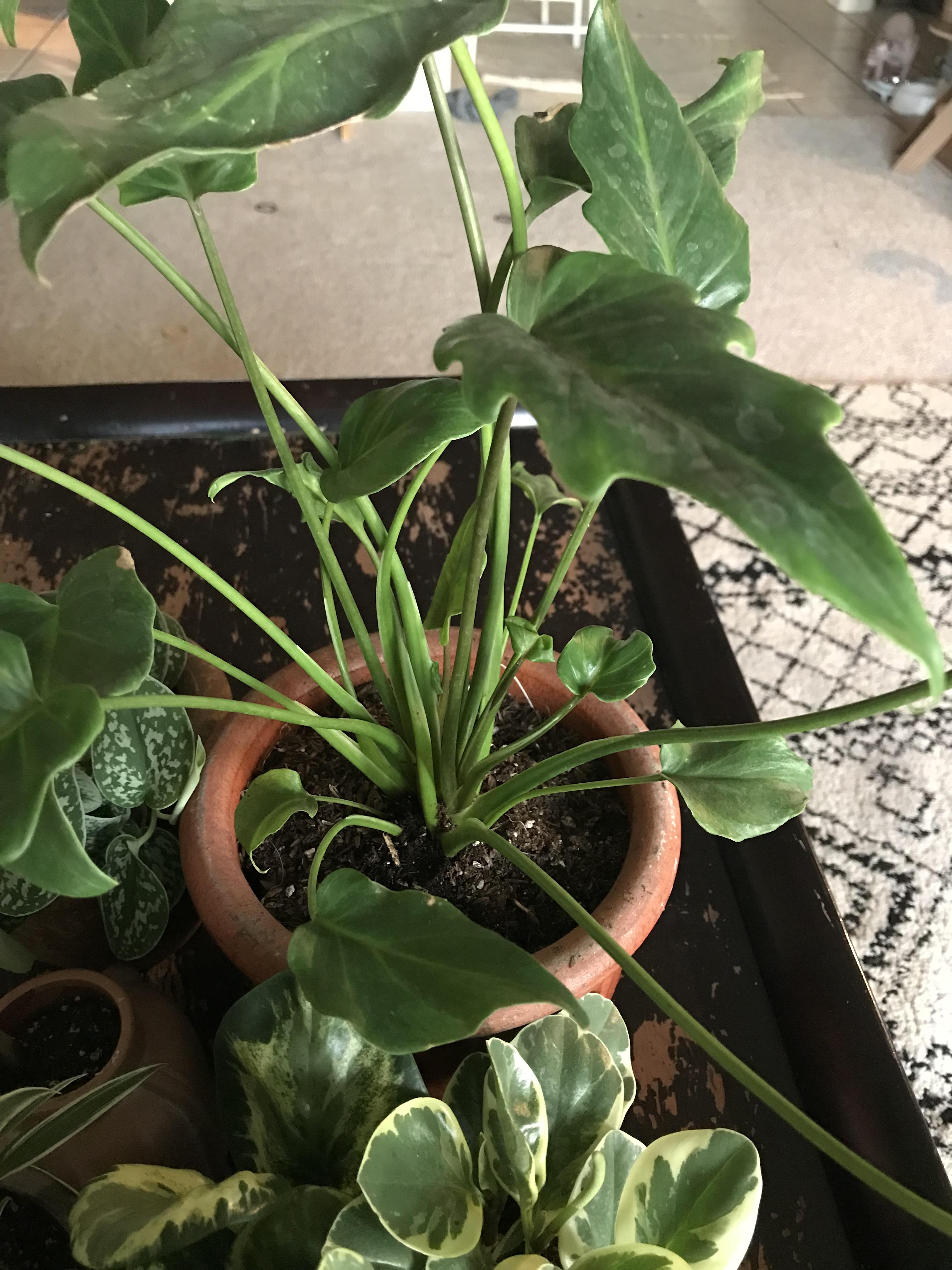 Got this long stemmed plant today not sure what it is? whatsthisplant
