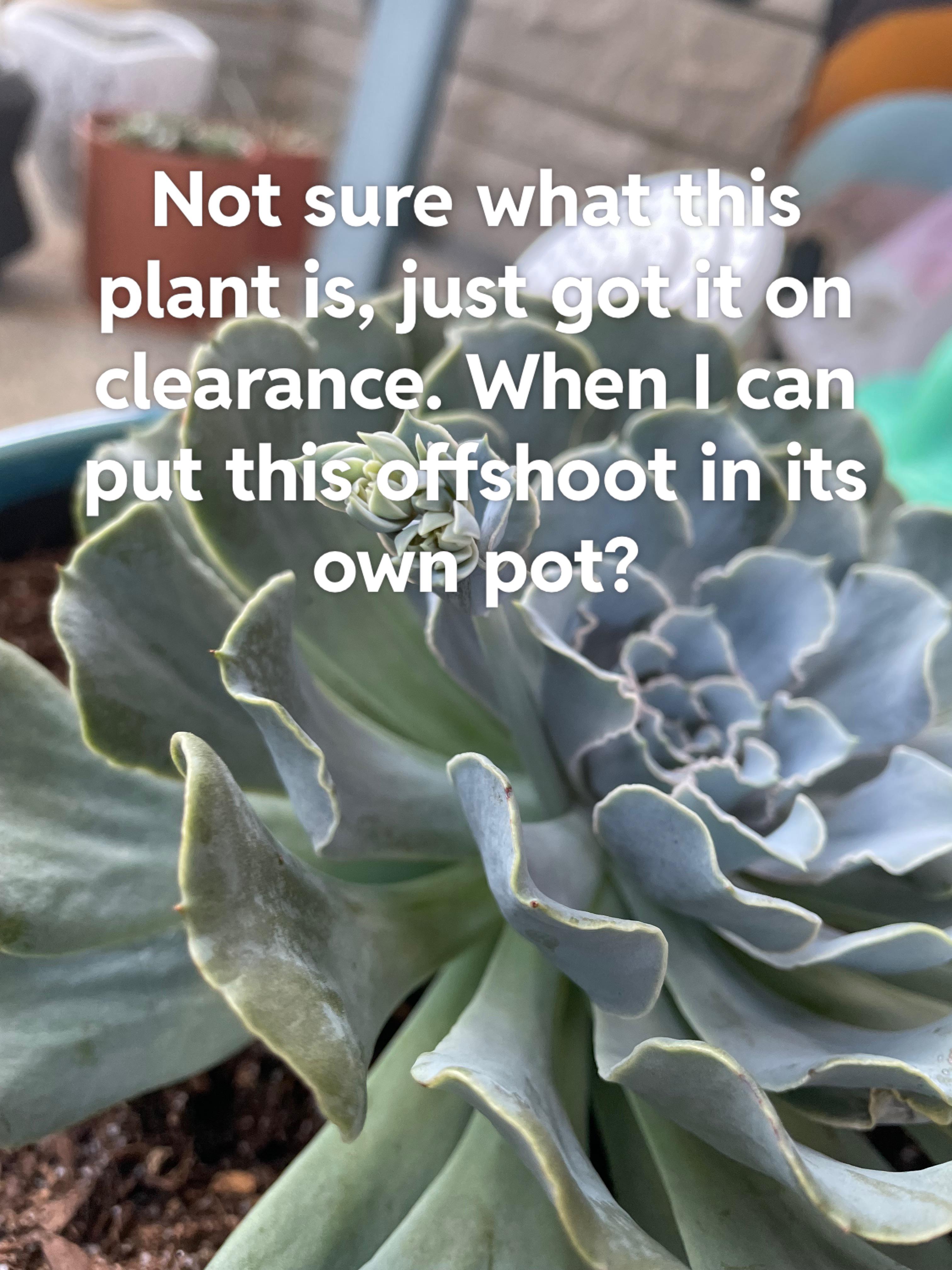 When can I repot? r/plants