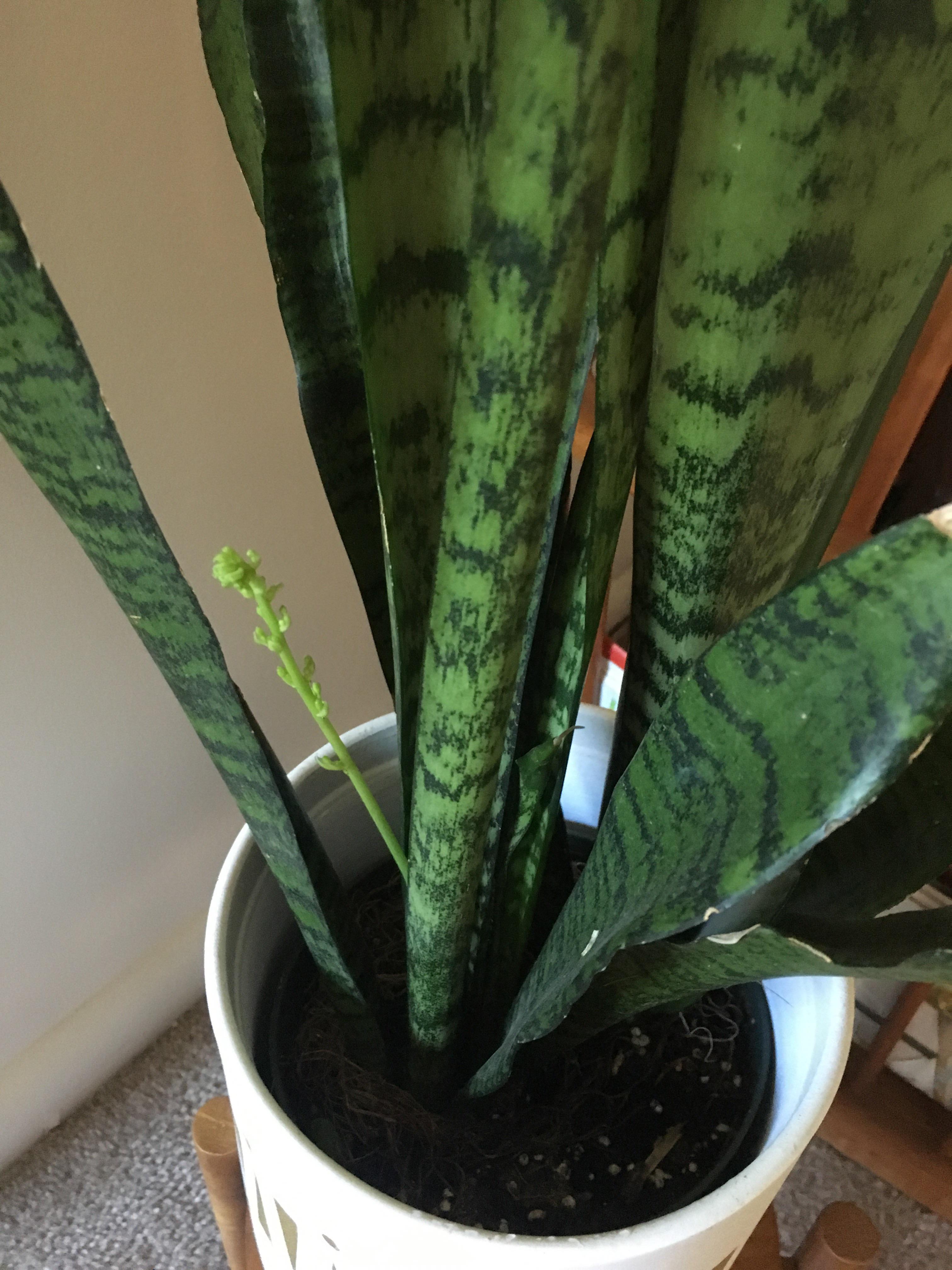 What is this random thing coming out of the snake plant? Is it bad
