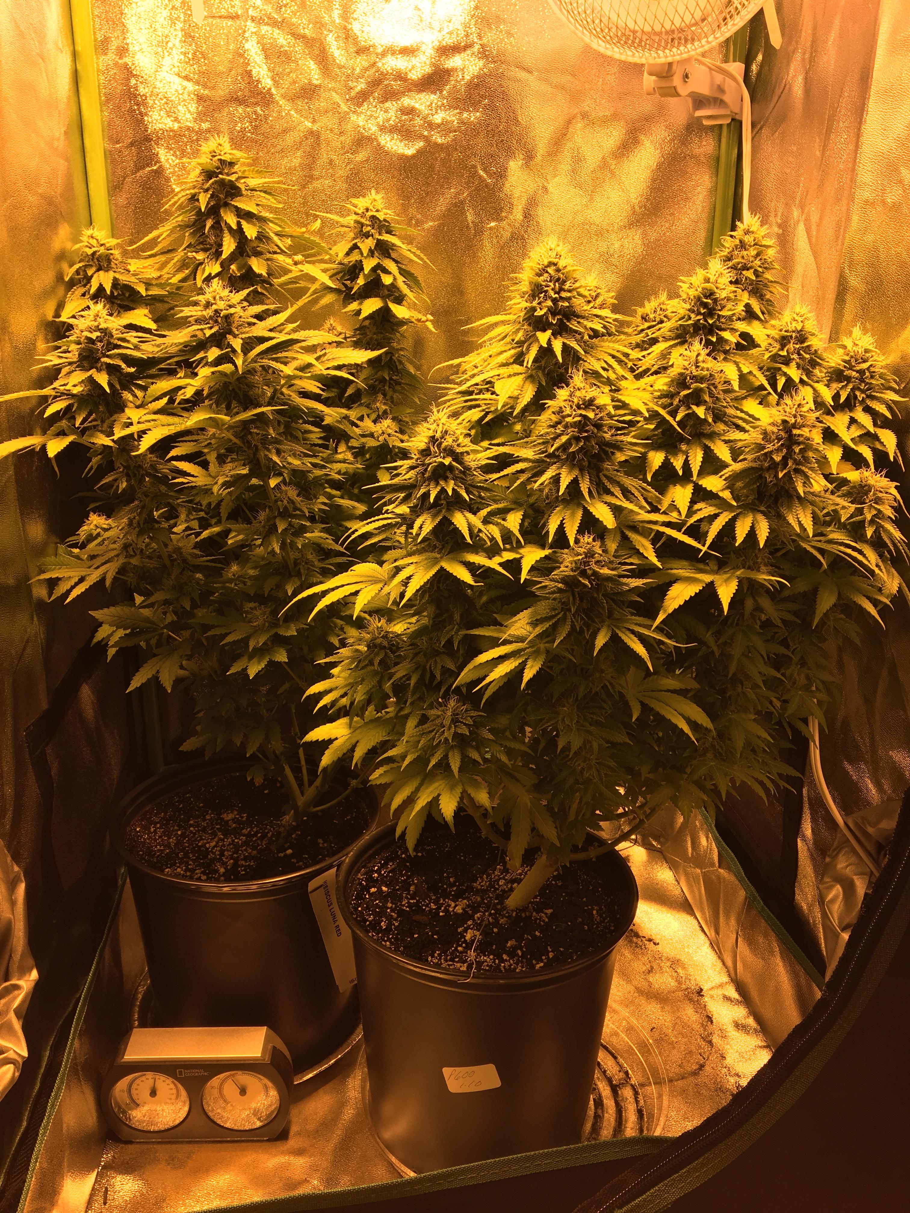 2 x GWS in a 2x2 under 400w HPS. 52F. First grow almost there😀 r