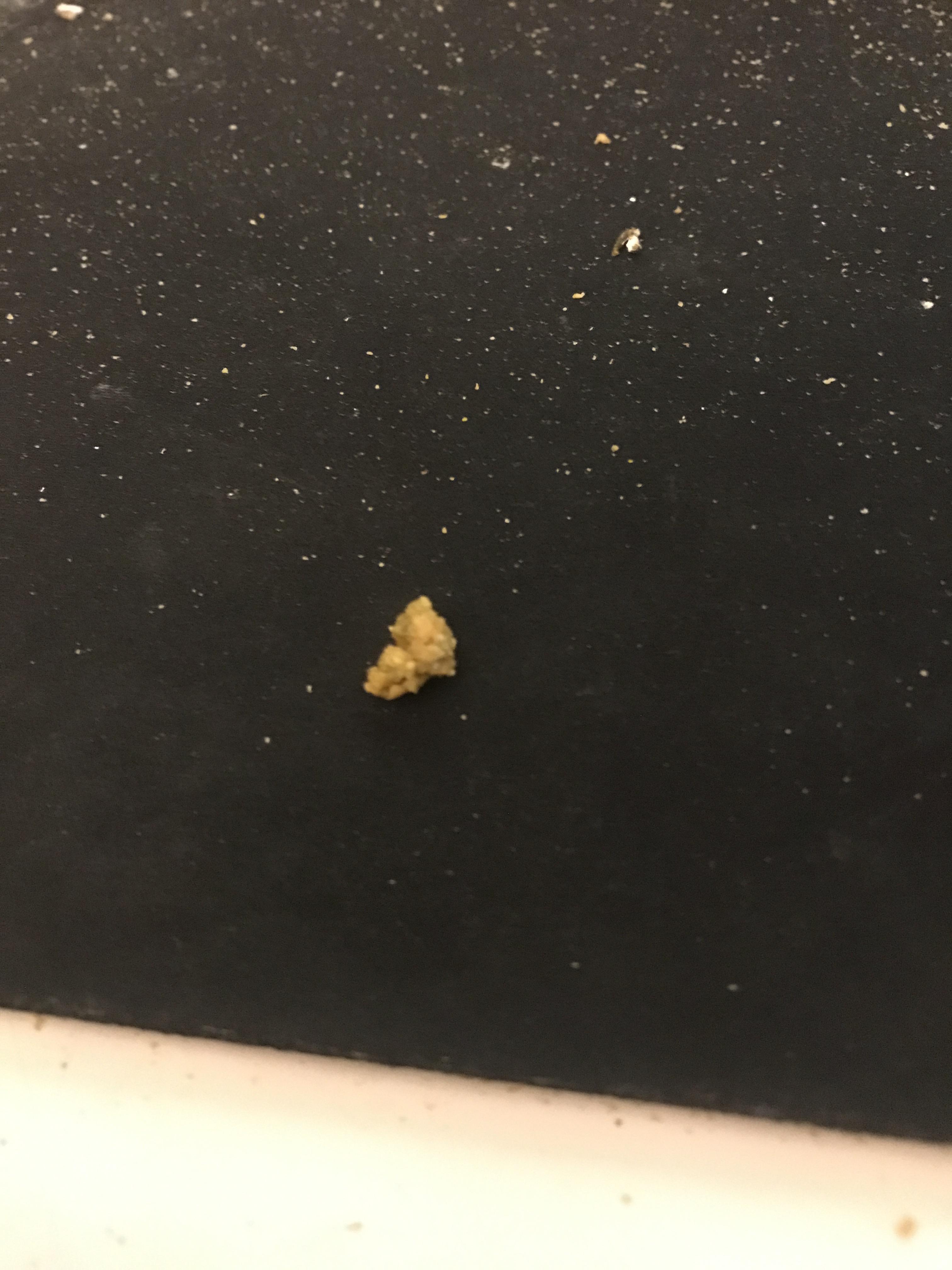 My cockatiel poop looks weird? r/cockatiel