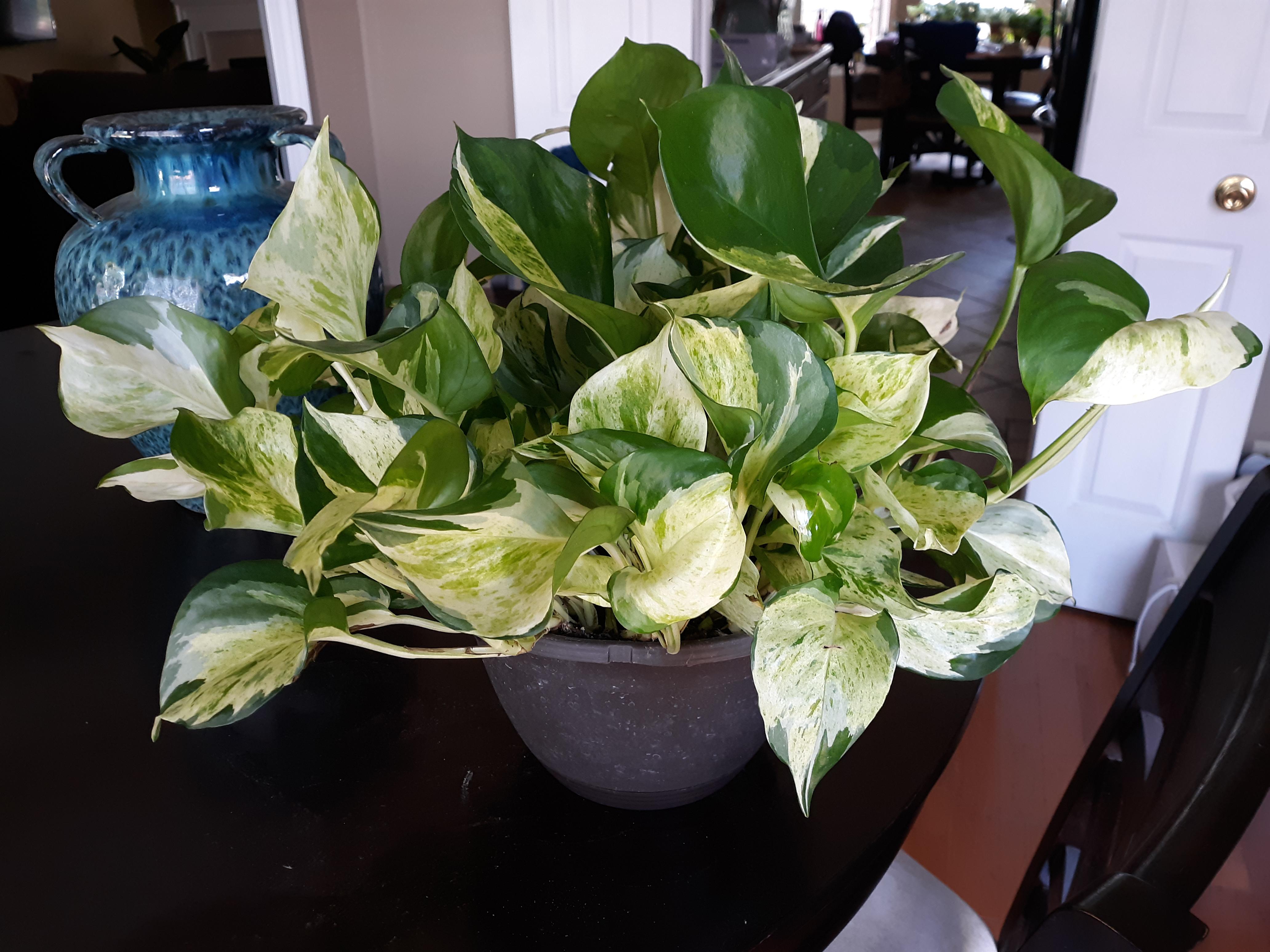 Crossed off one of my wishlist plants yesterday! Manjula pothos in a 3 quart pot from Lowe's of