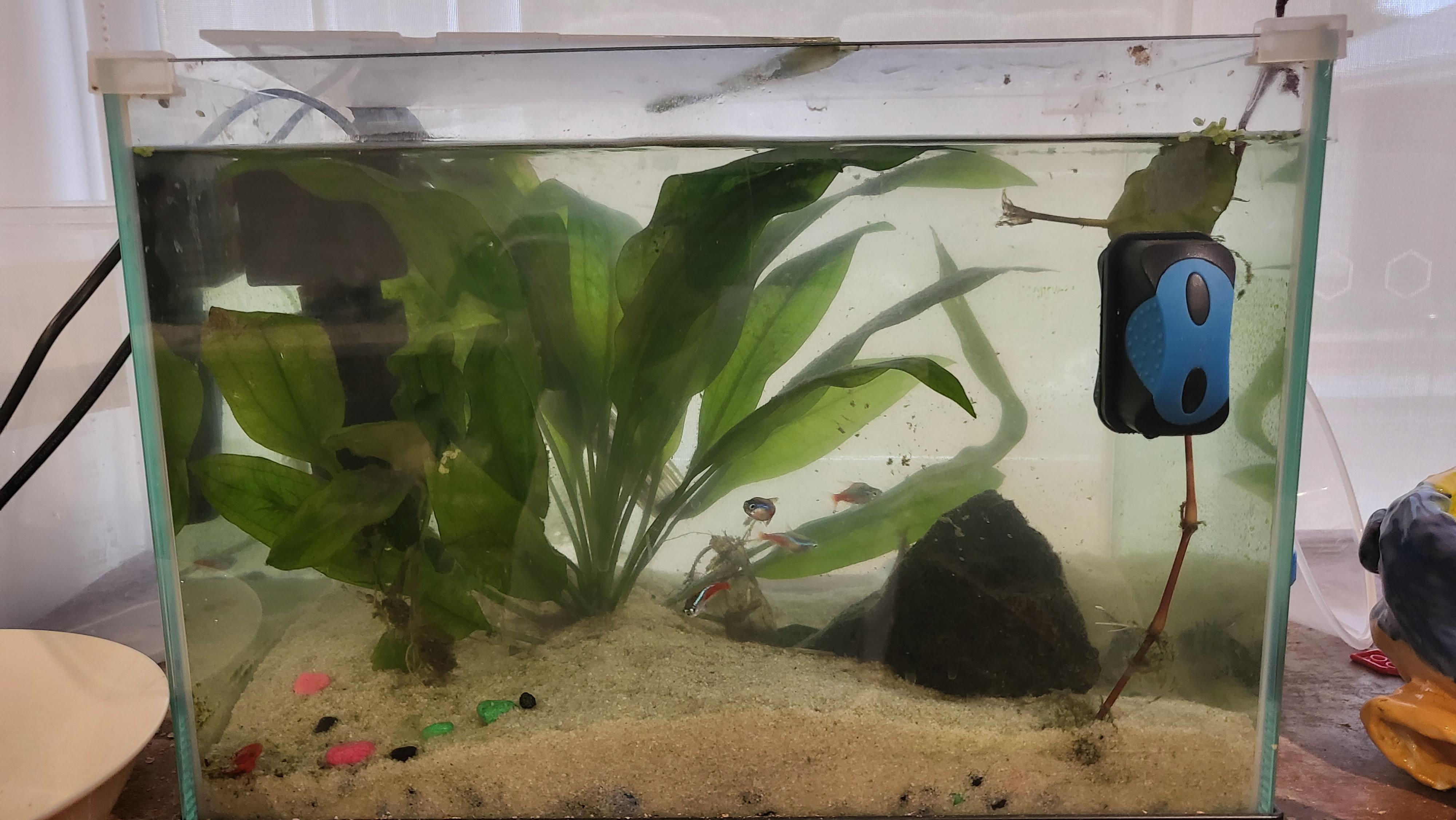 why is My water cloudy? 20L tank eith weekly water changes r/Aquariums