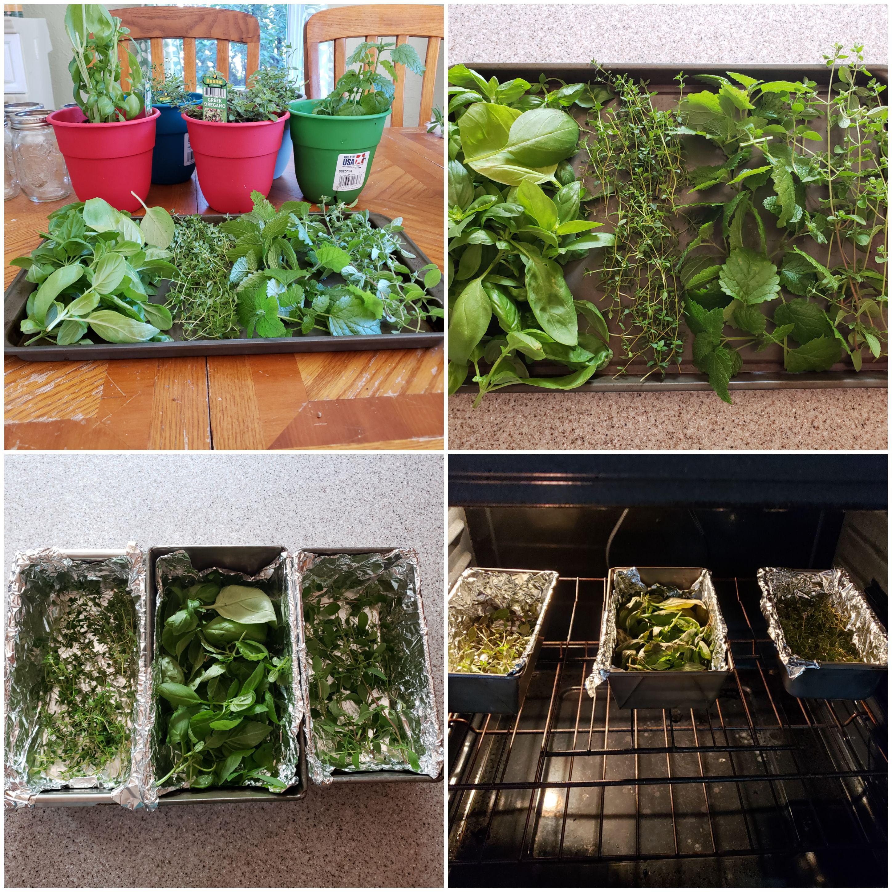 My first attempt at harvesting and drying herbs from my tabletop herb