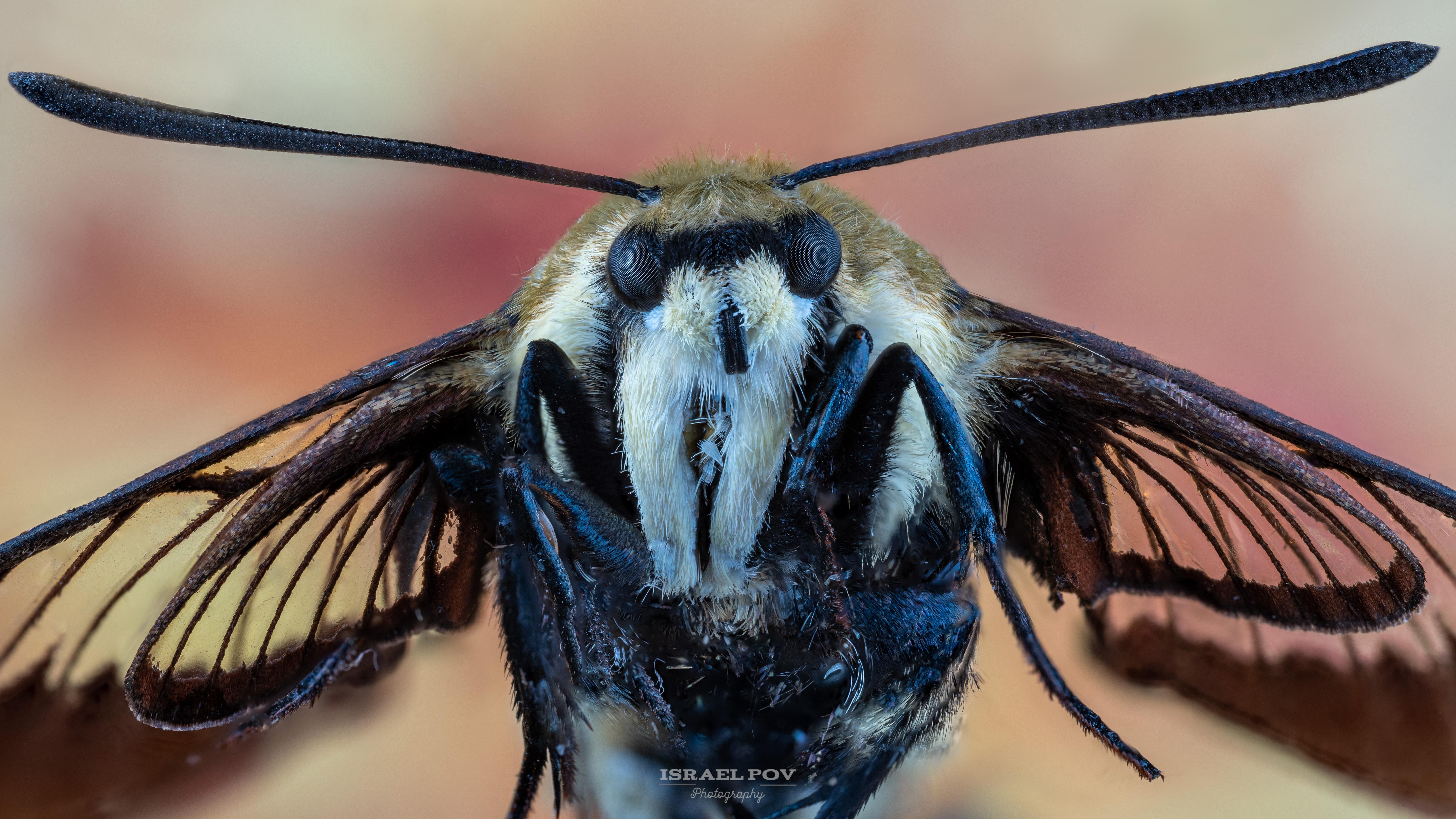 Hummingbird Moth r/MacroPorn