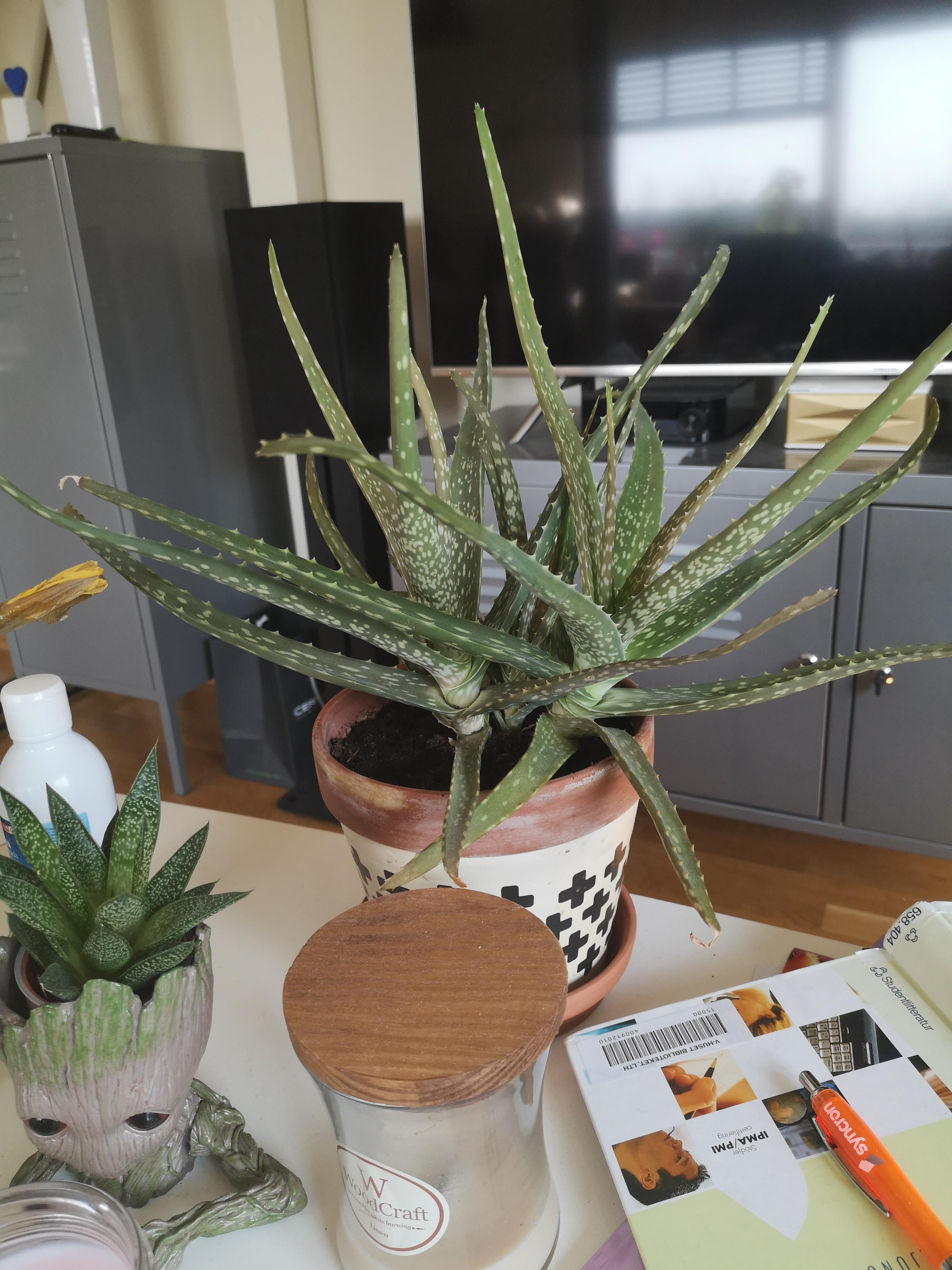 Help, my aloe vera is turning grey/brown r/houseplants