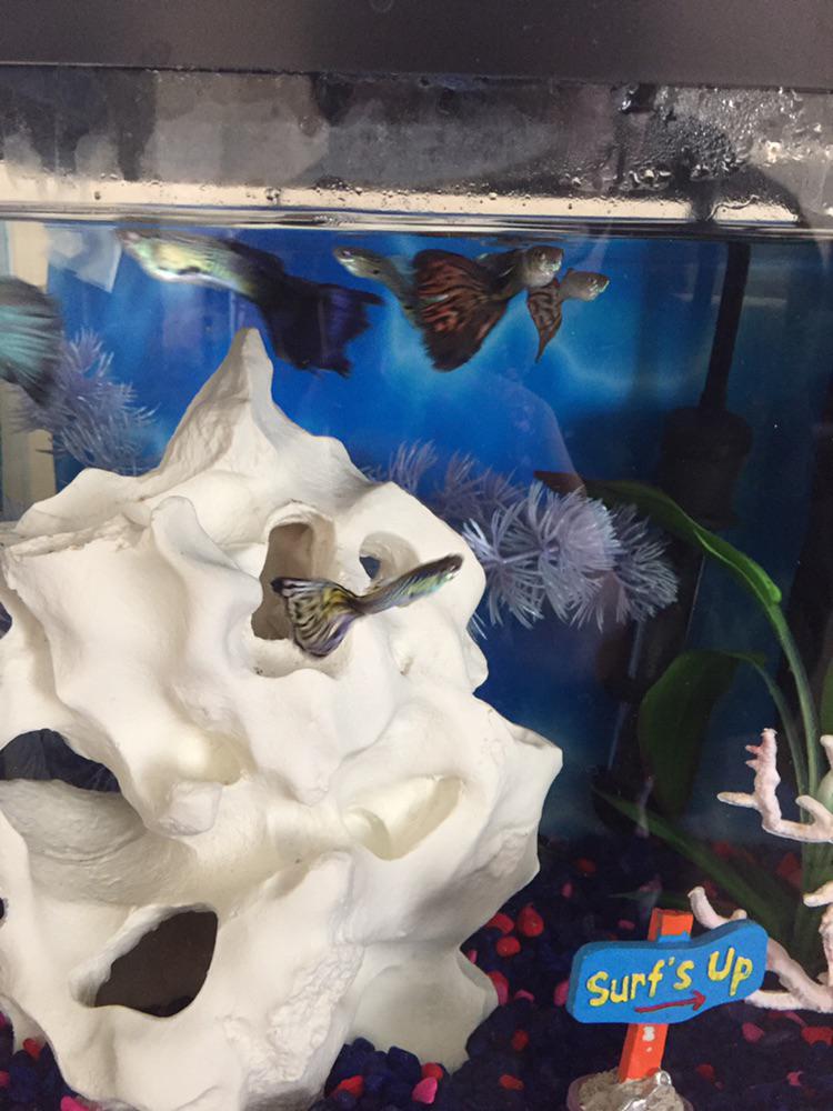 My big blue guppy has tears in his tail? Do you think it’s the fake