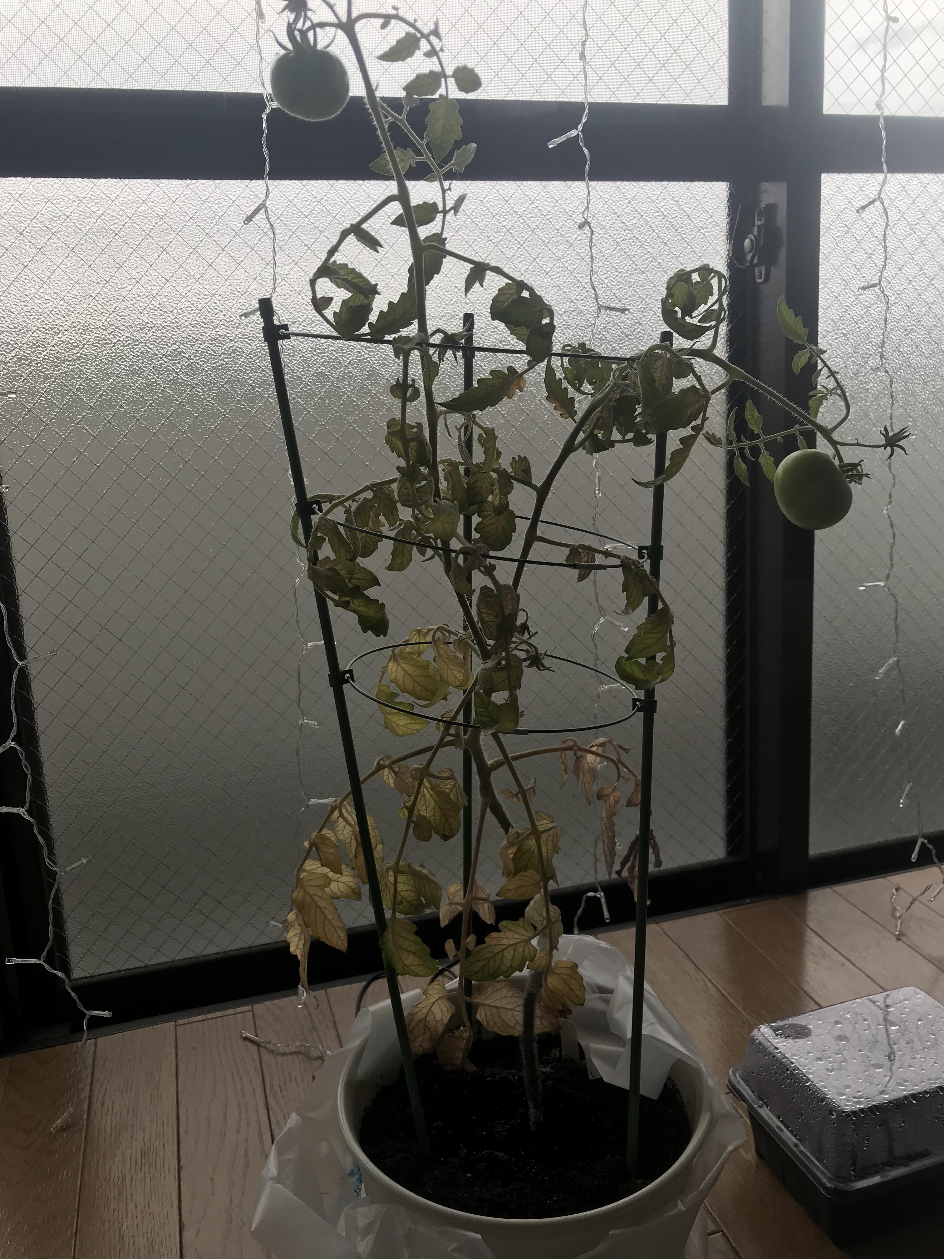 My indoor tomato plant. I’ve only just started indoor (or any