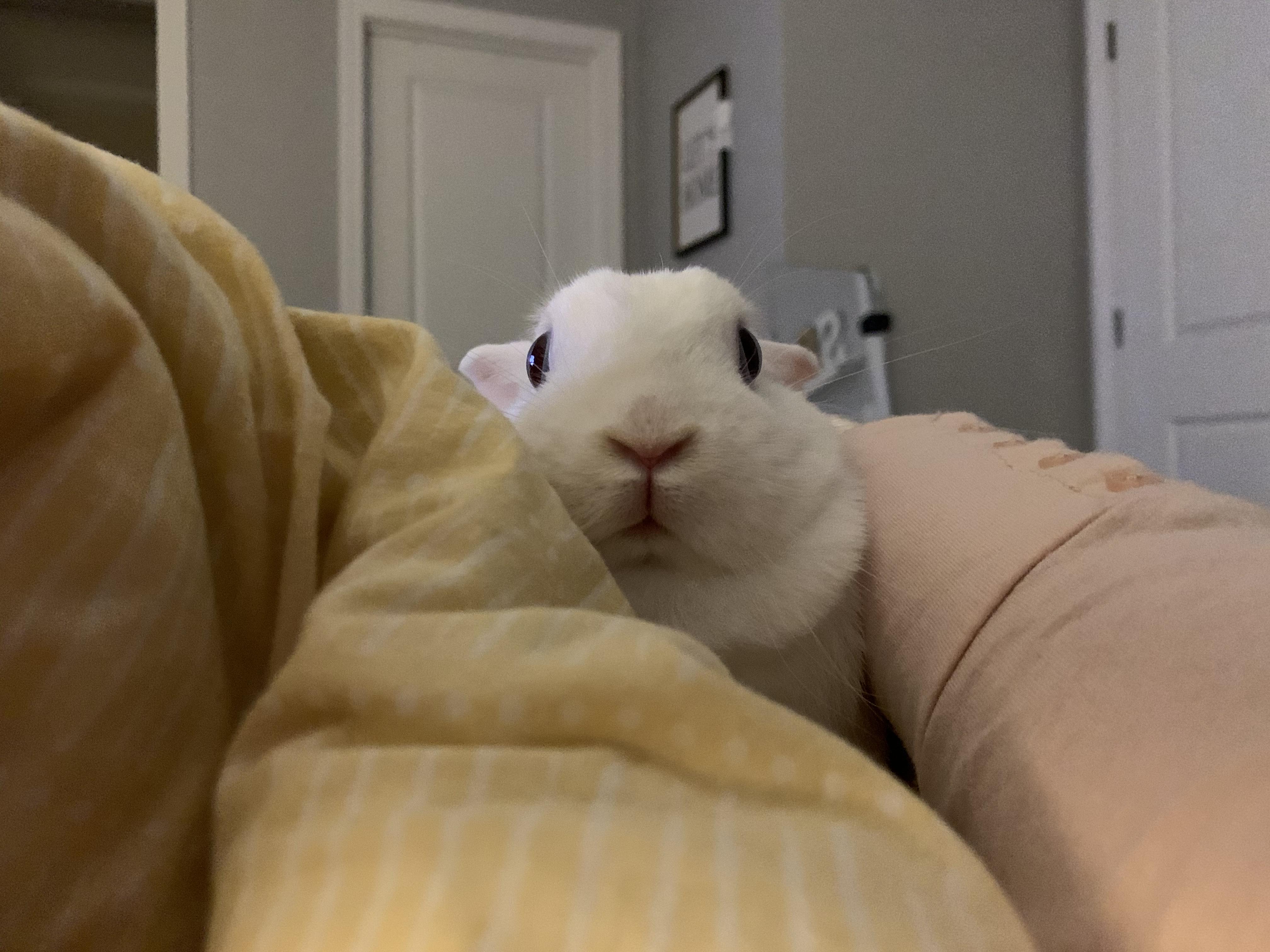 When we just sit in our feels together 💕 r/Rabbits