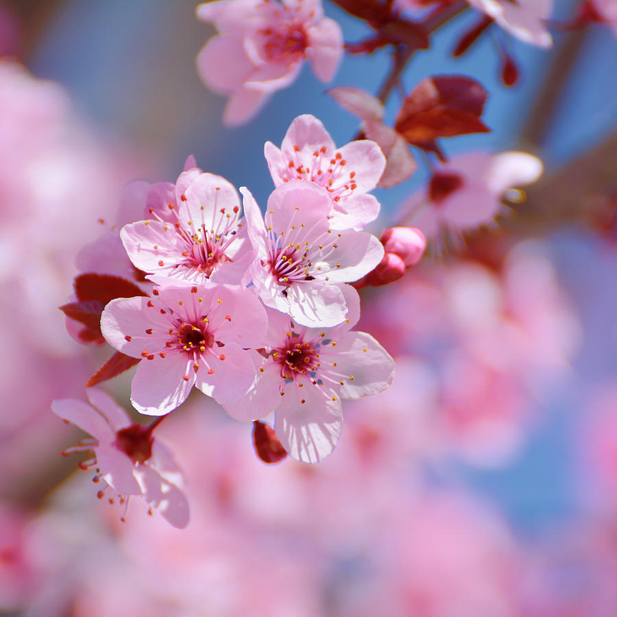 Pink flowers Spring flowers A cherry blossom is the flower of any of